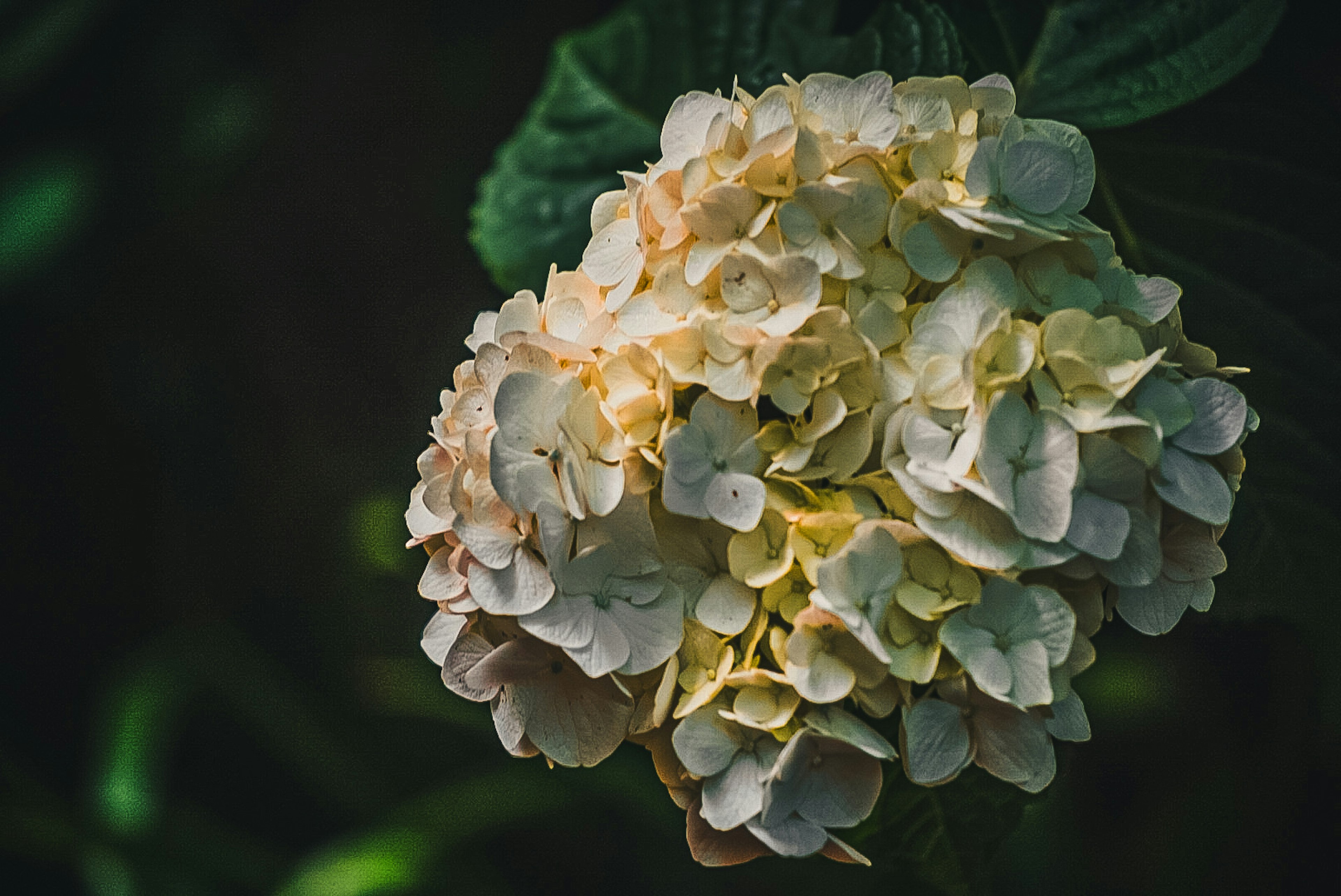 Primo piano di un fiore di ortensia di colore pallido