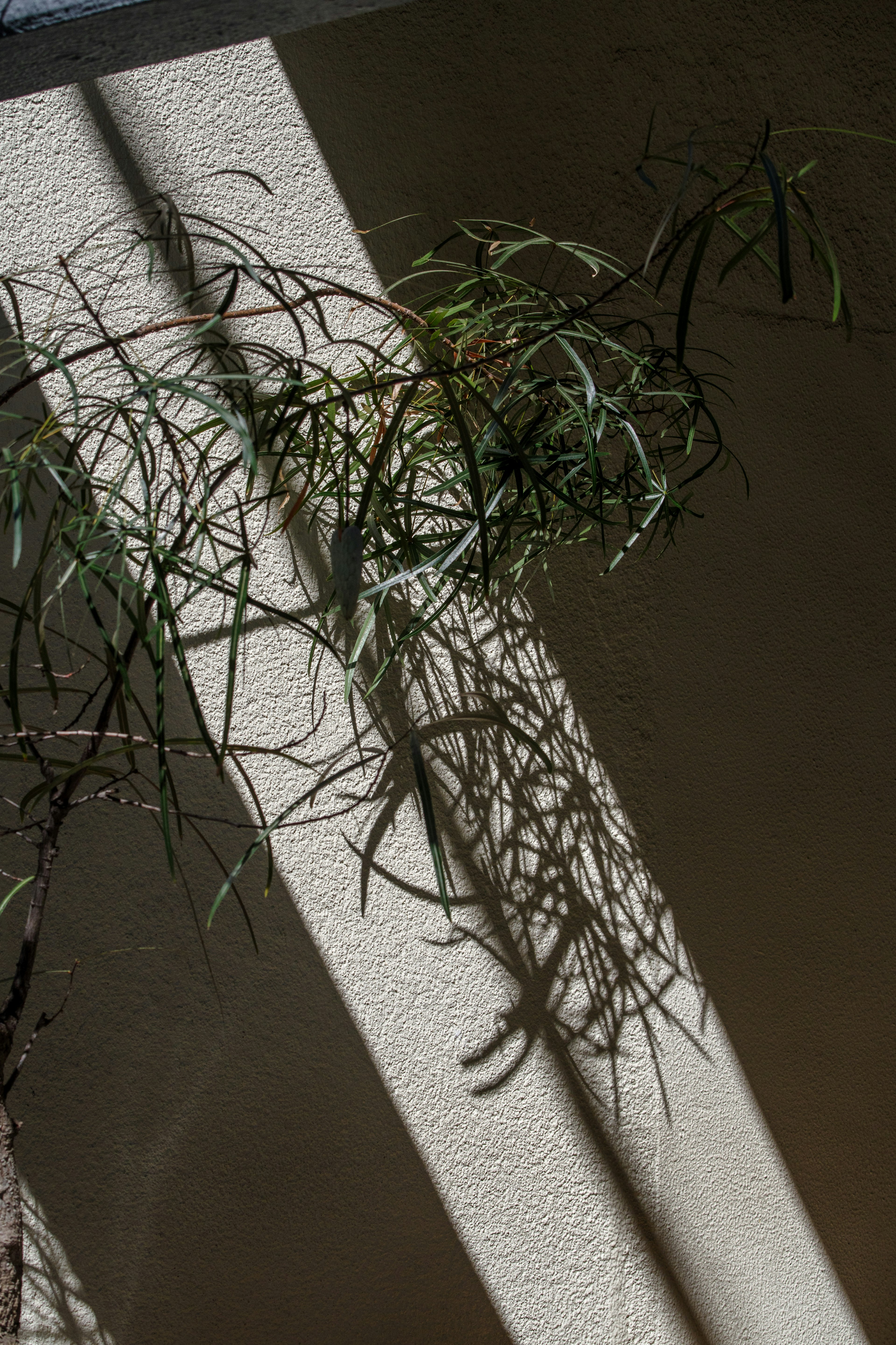 Plant leaves casting shadows on a wall with white stripes