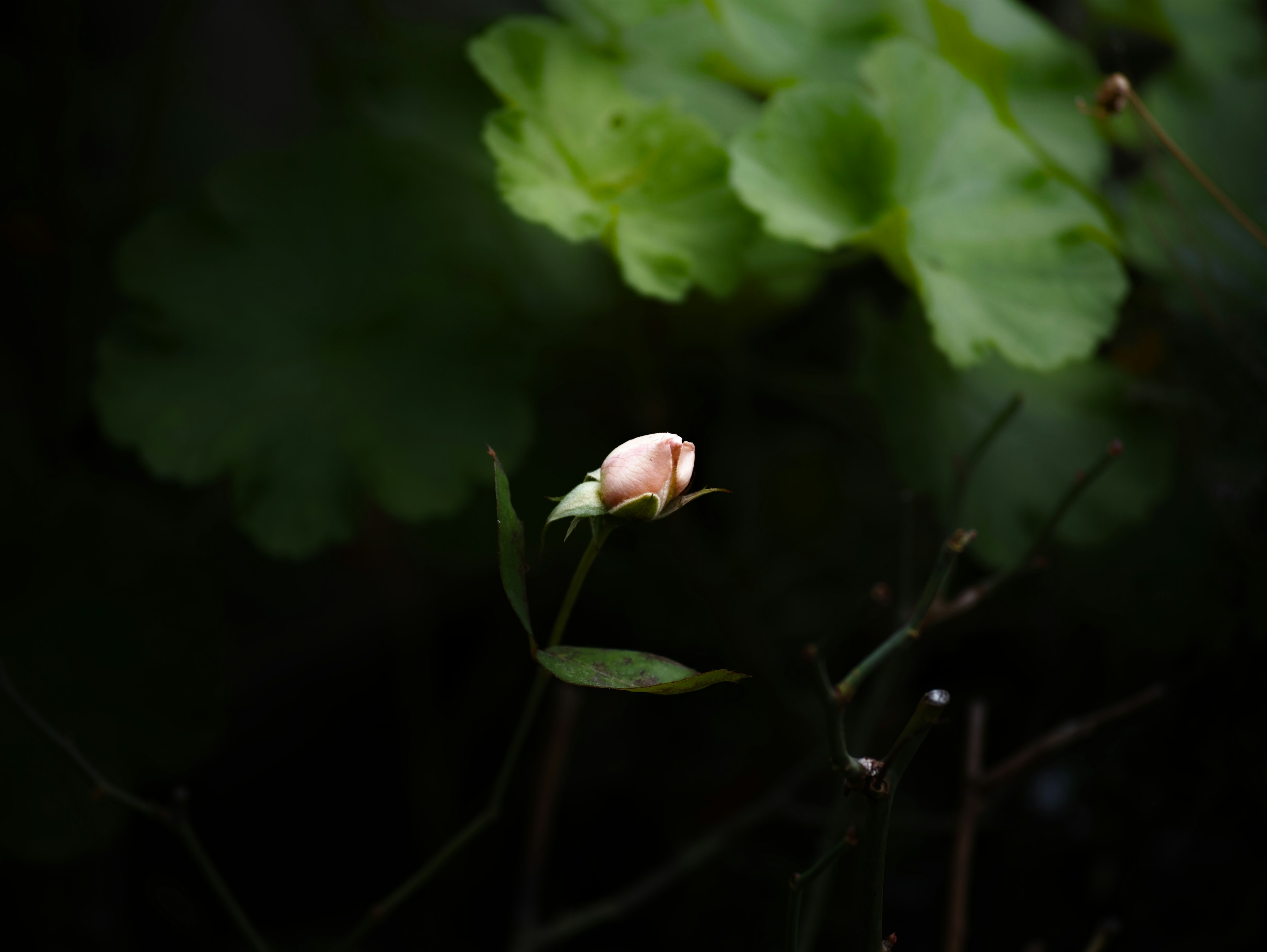 Un bouton de fleur éclairé sur un fond sombre avec des feuilles vertes