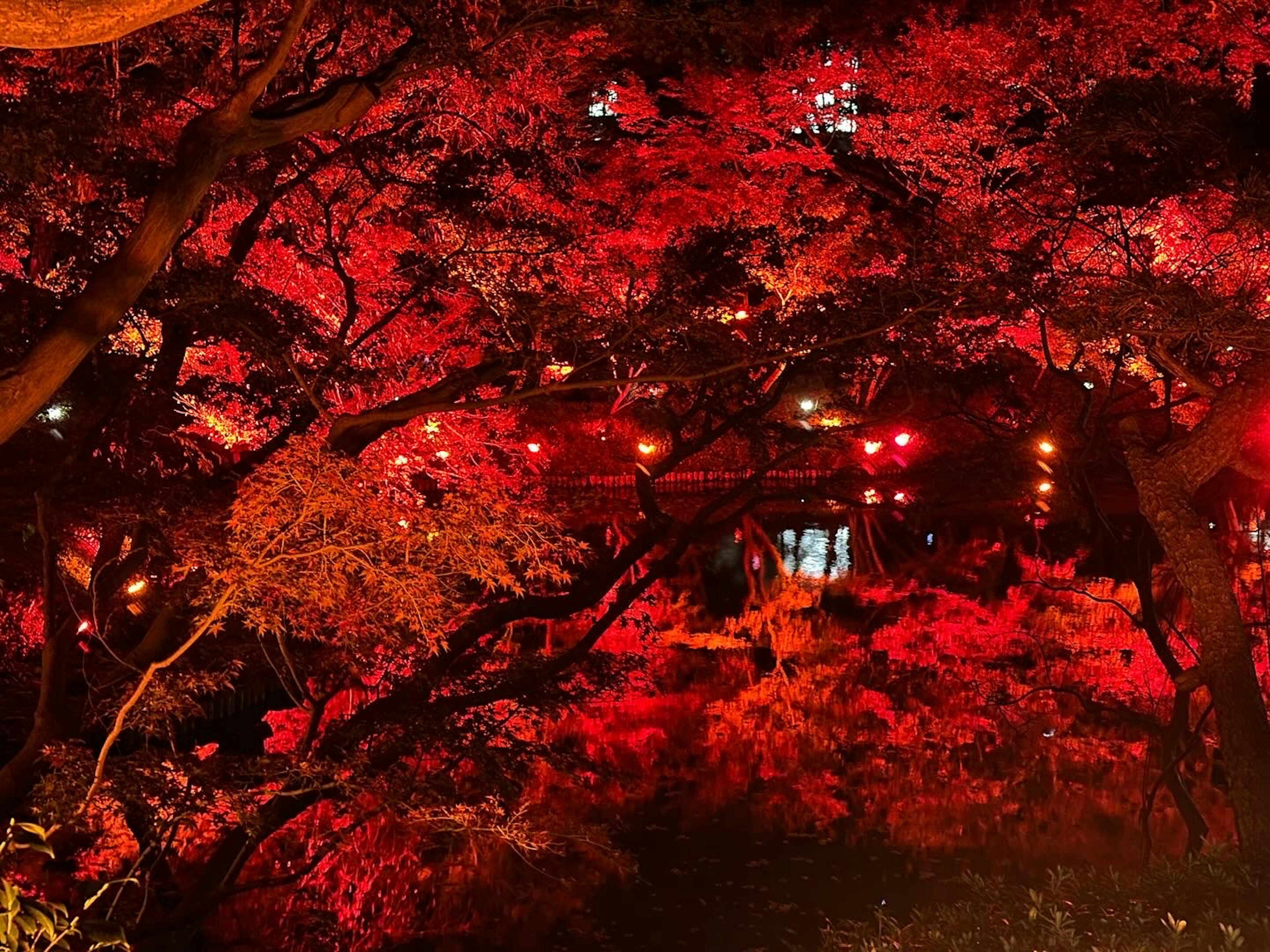 赤い紅葉と夜の照明が美しい日本庭園の風景