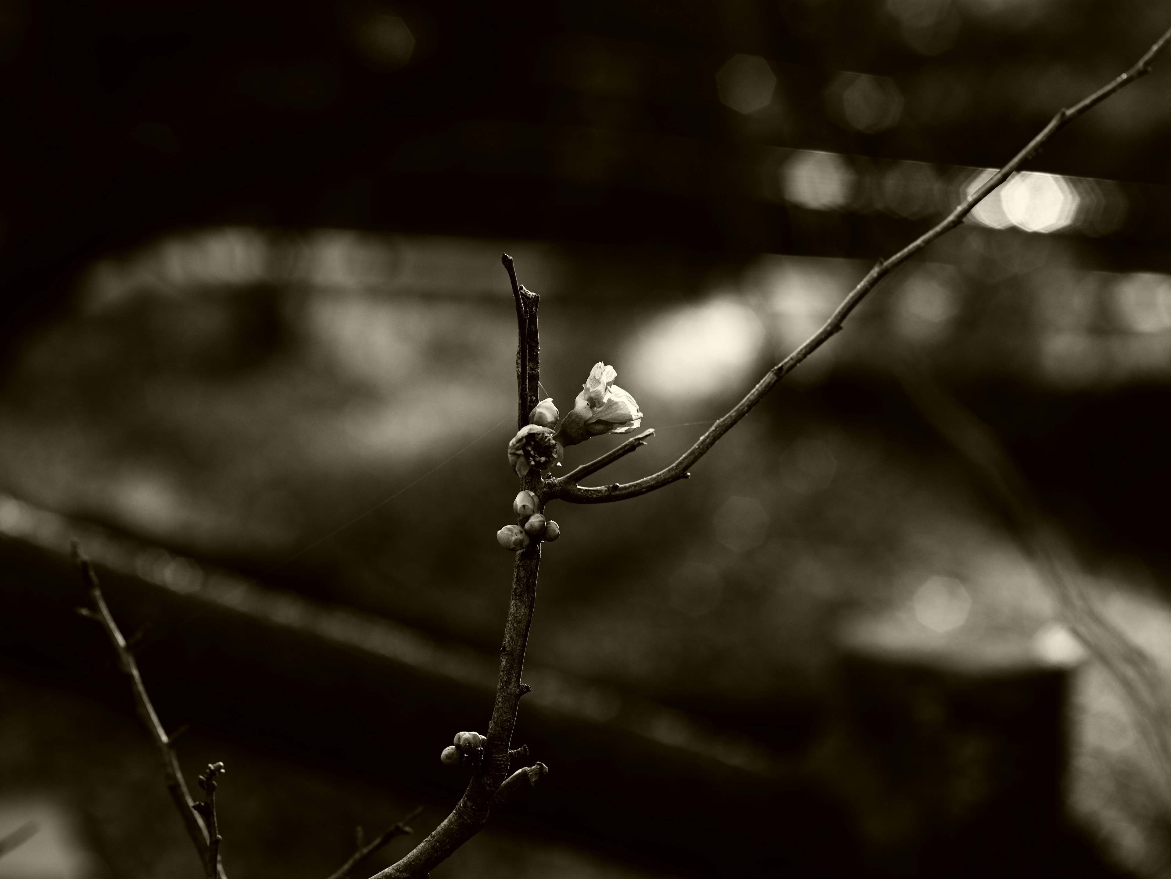 枝條上芽的黑白圖像