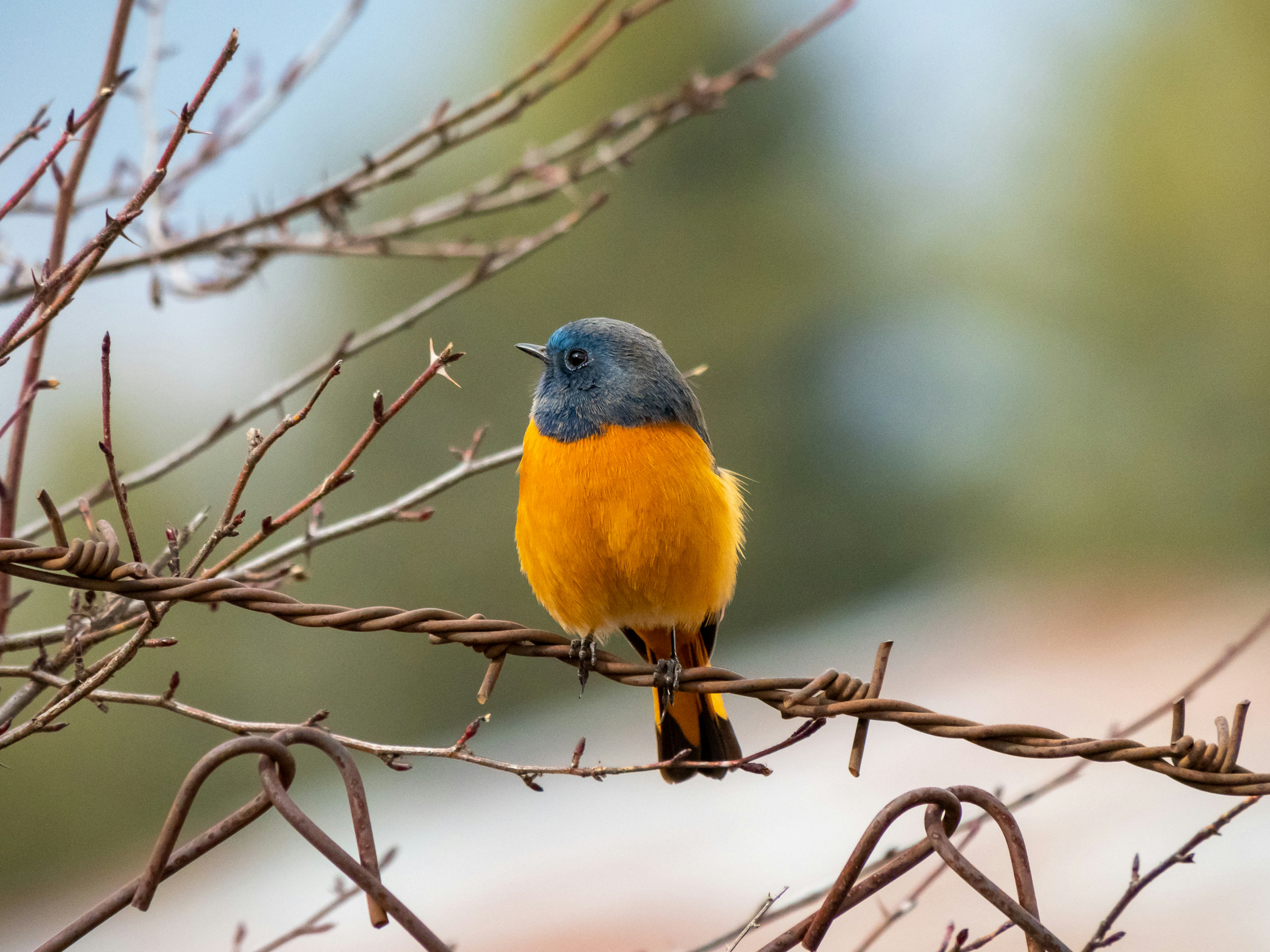 Un pequeño pájaro con cabeza azul y pecho naranja posado en una rama