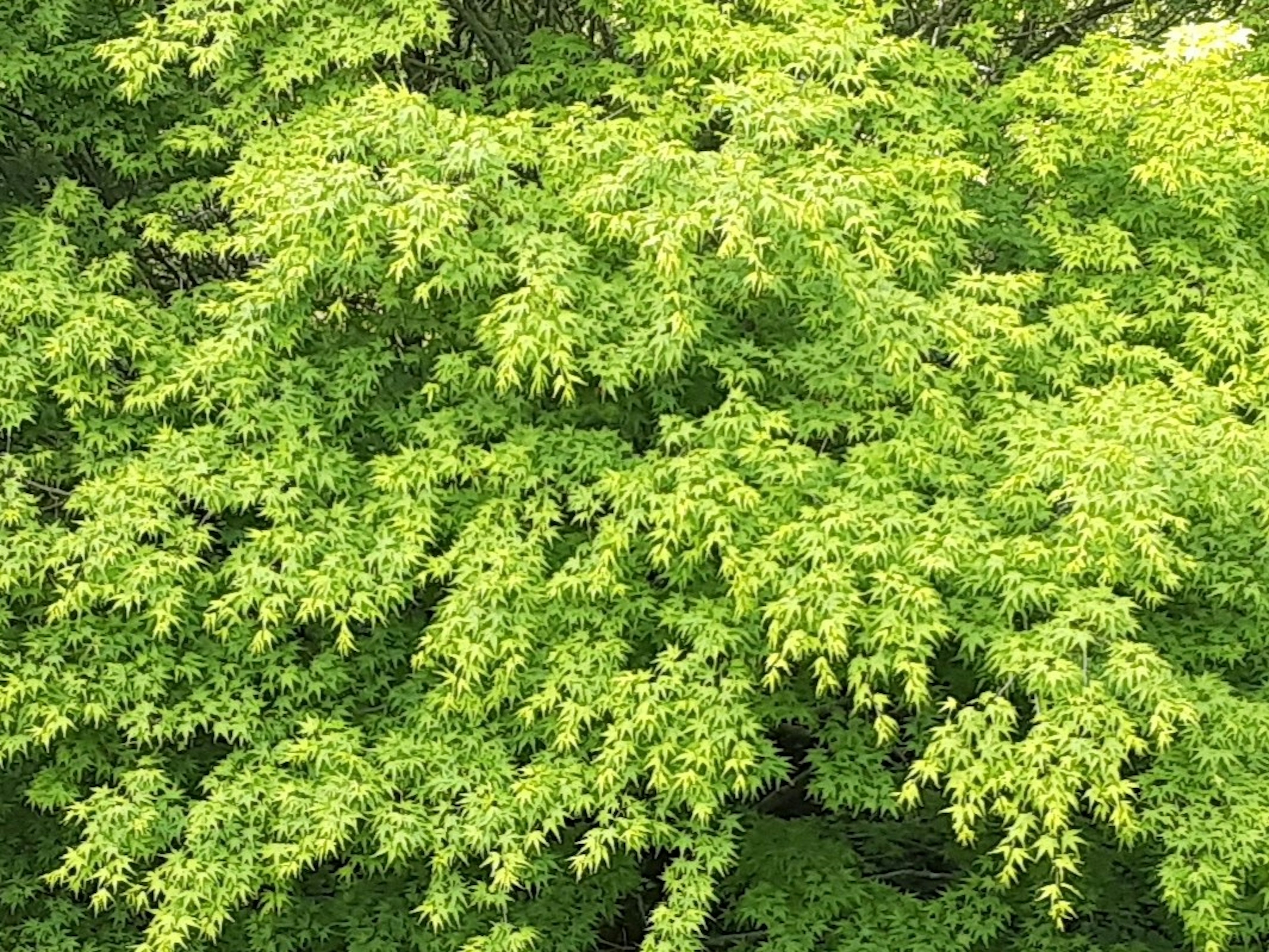 Close-up of densely packed green leaves on tree branches