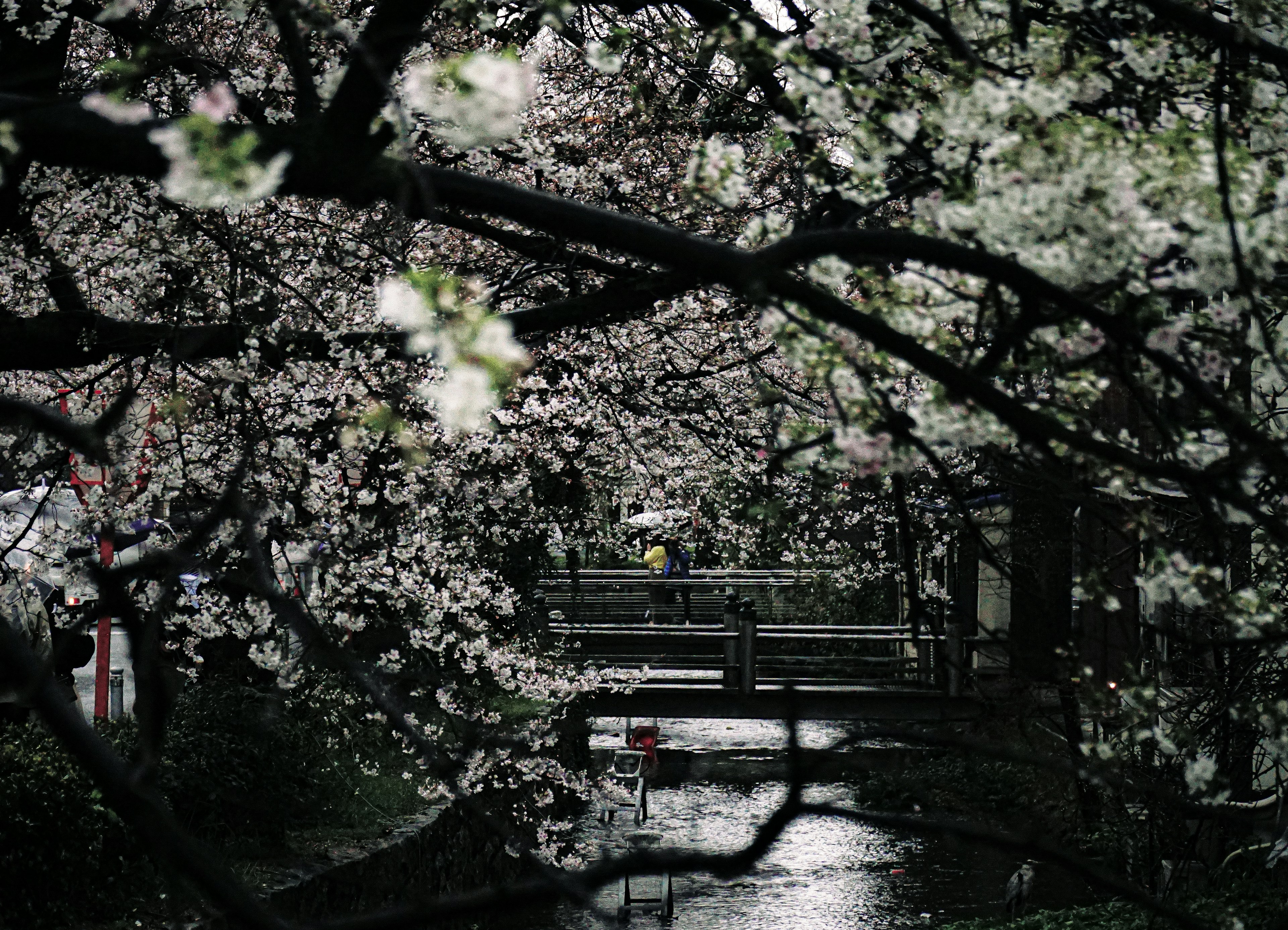 Pemandangan jembatan kecil dan aliran yang terlihat melalui pohon sakura