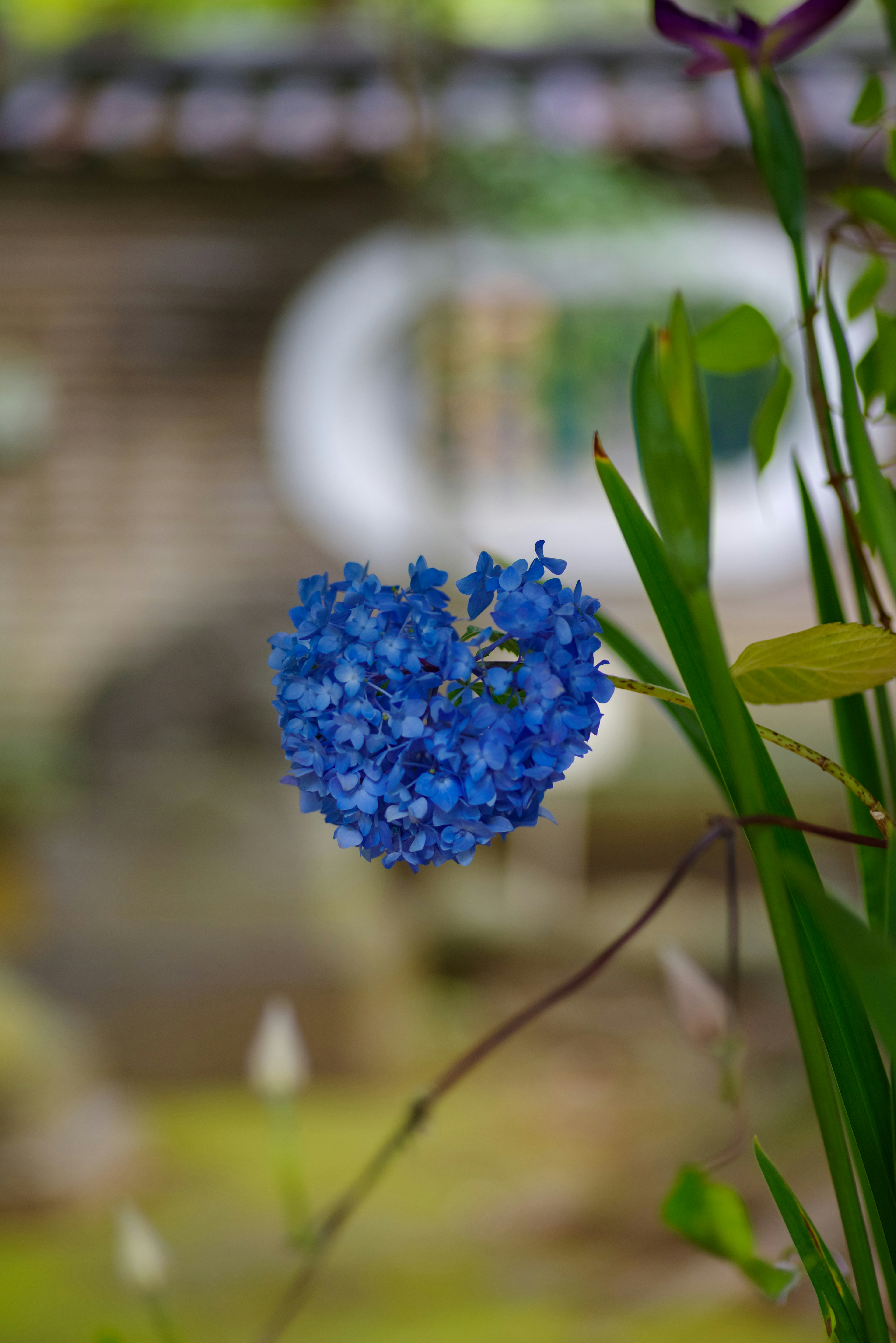 青い花が咲いている庭の一部