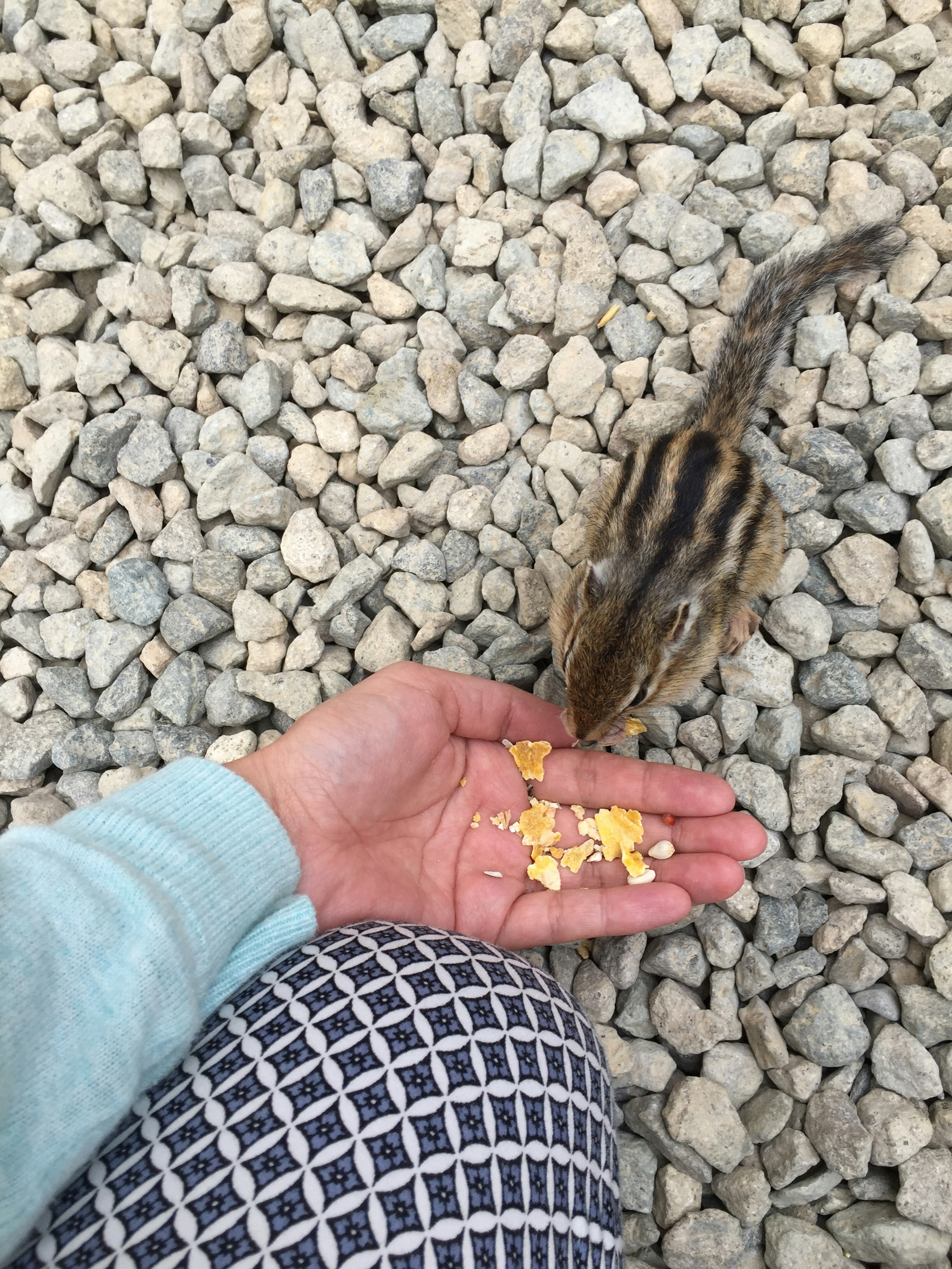 A chipmunk eating food from a person's hand on gravel