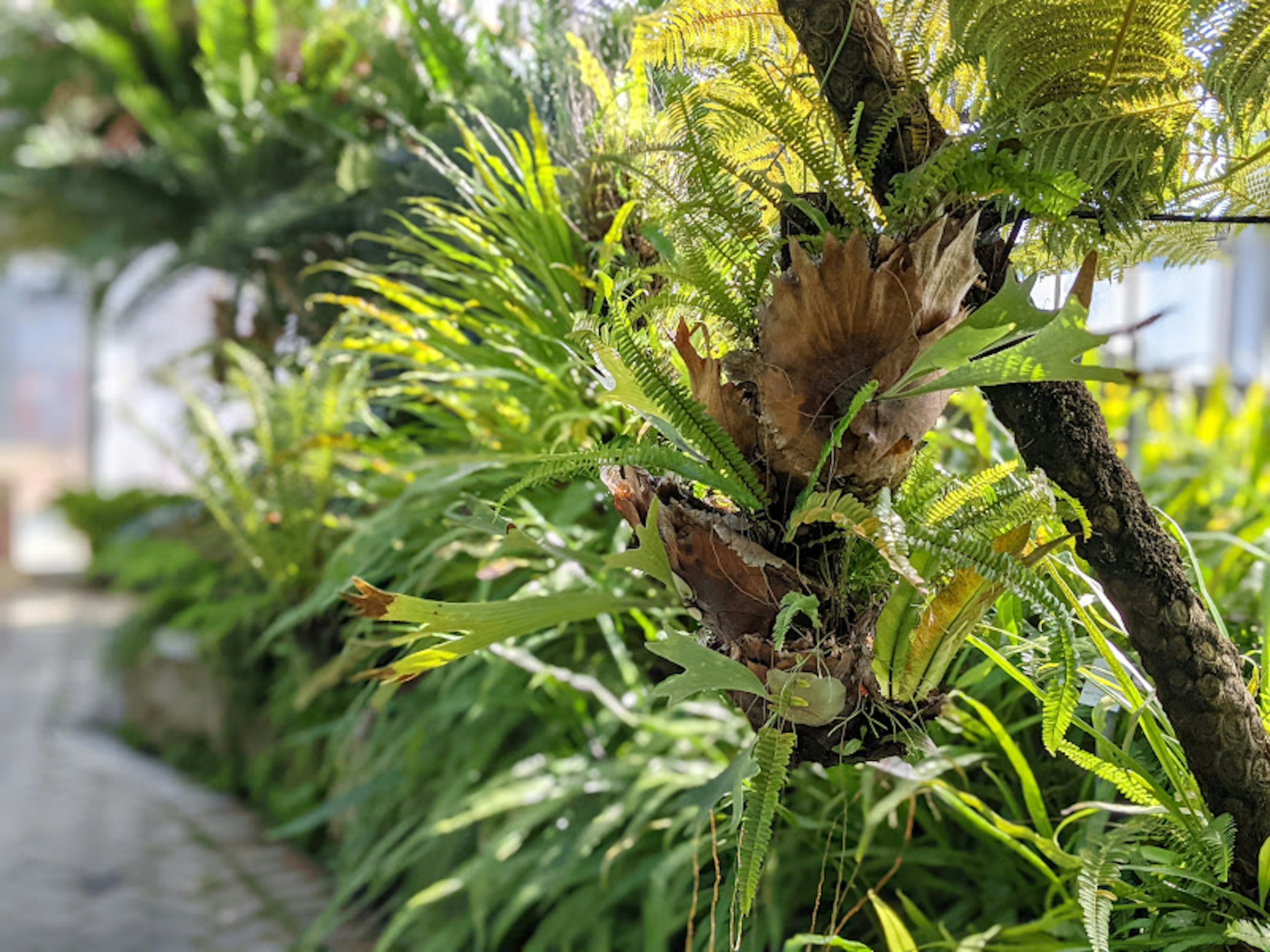 Lush greenery with a tree trunk and various plants in a garden setting