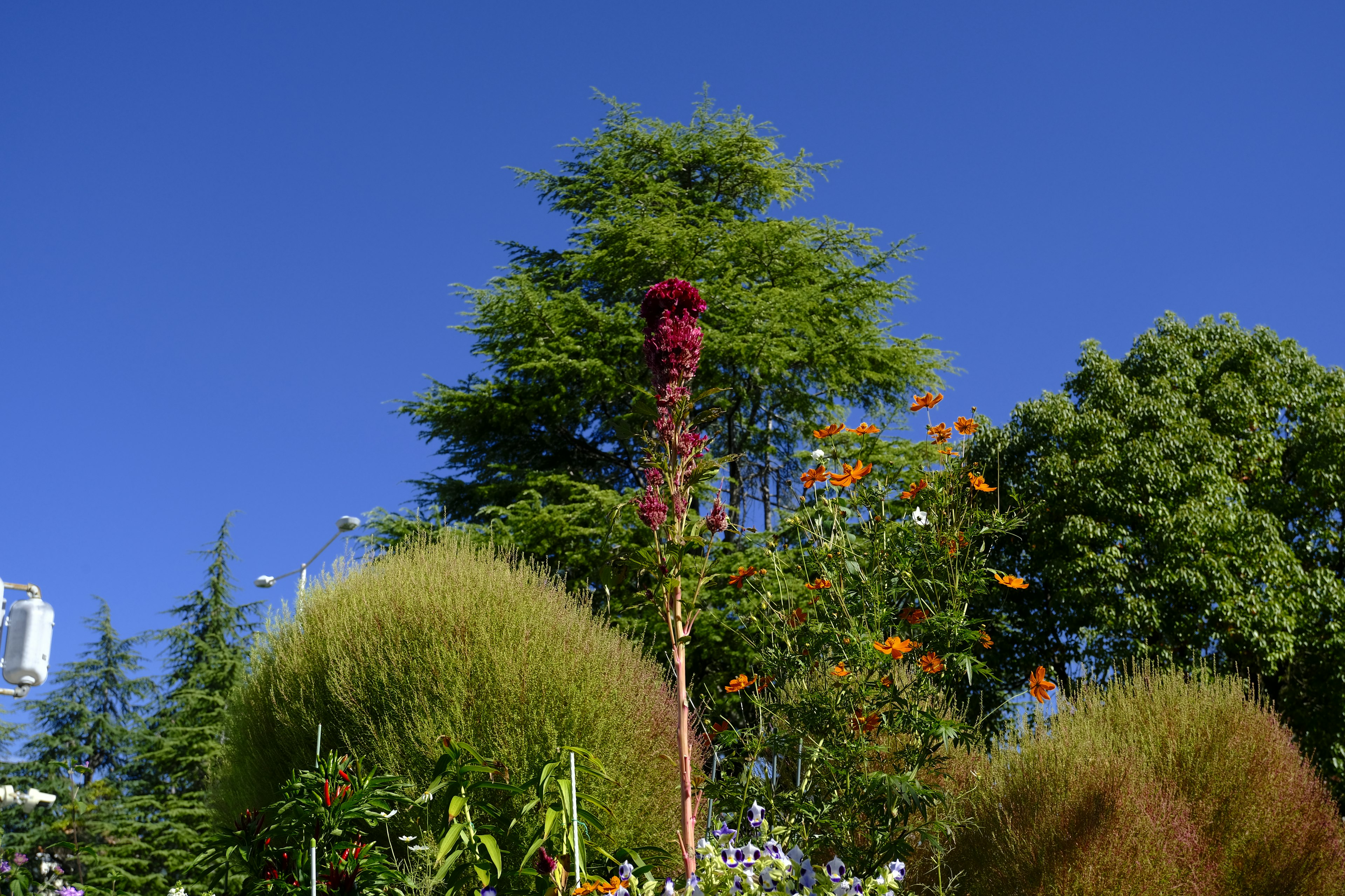 青空の下に色鮮やかな植物と木々がある風景