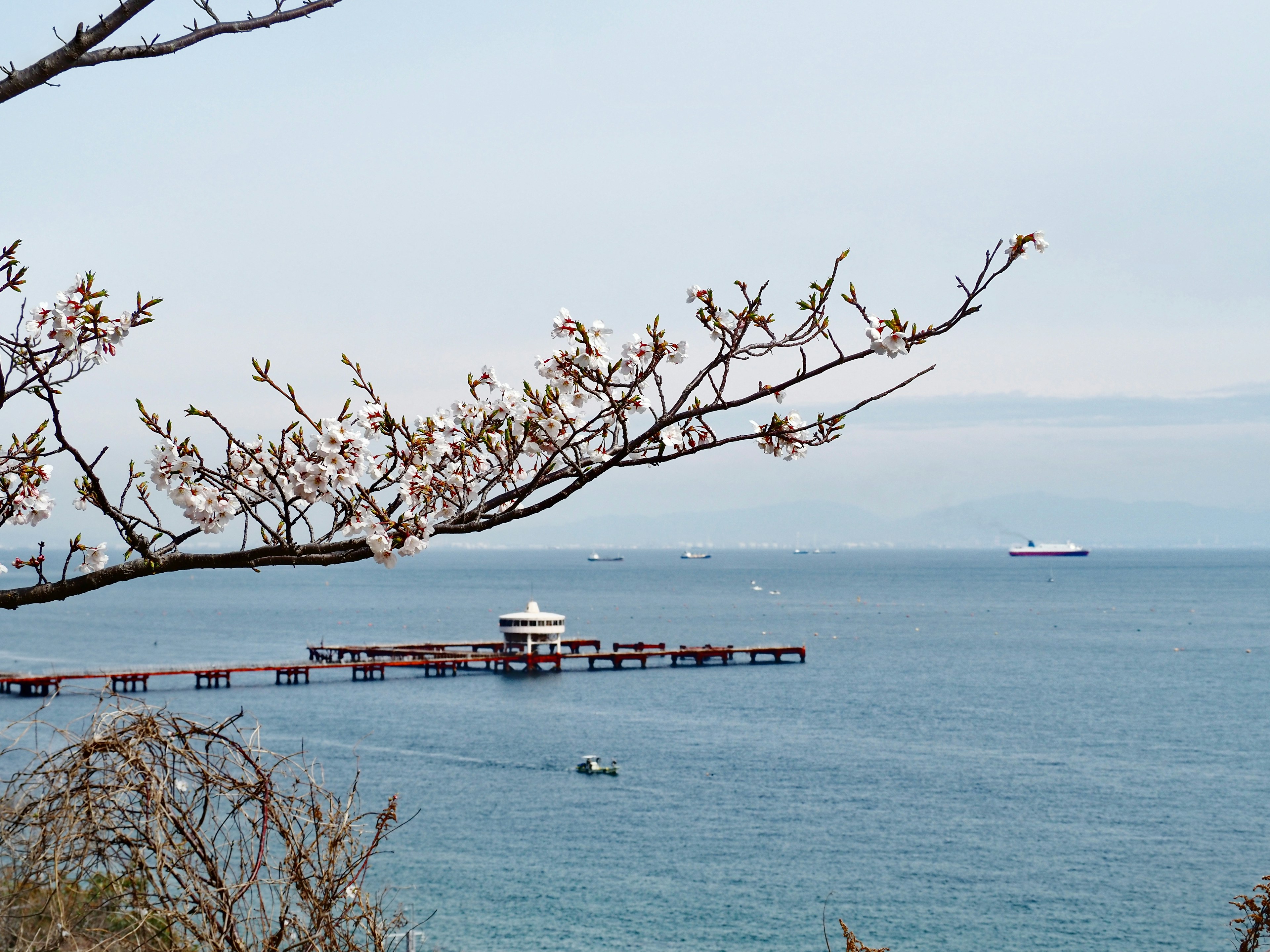 Vista escénica de un muelle en agua tranquila con flores de cerezo