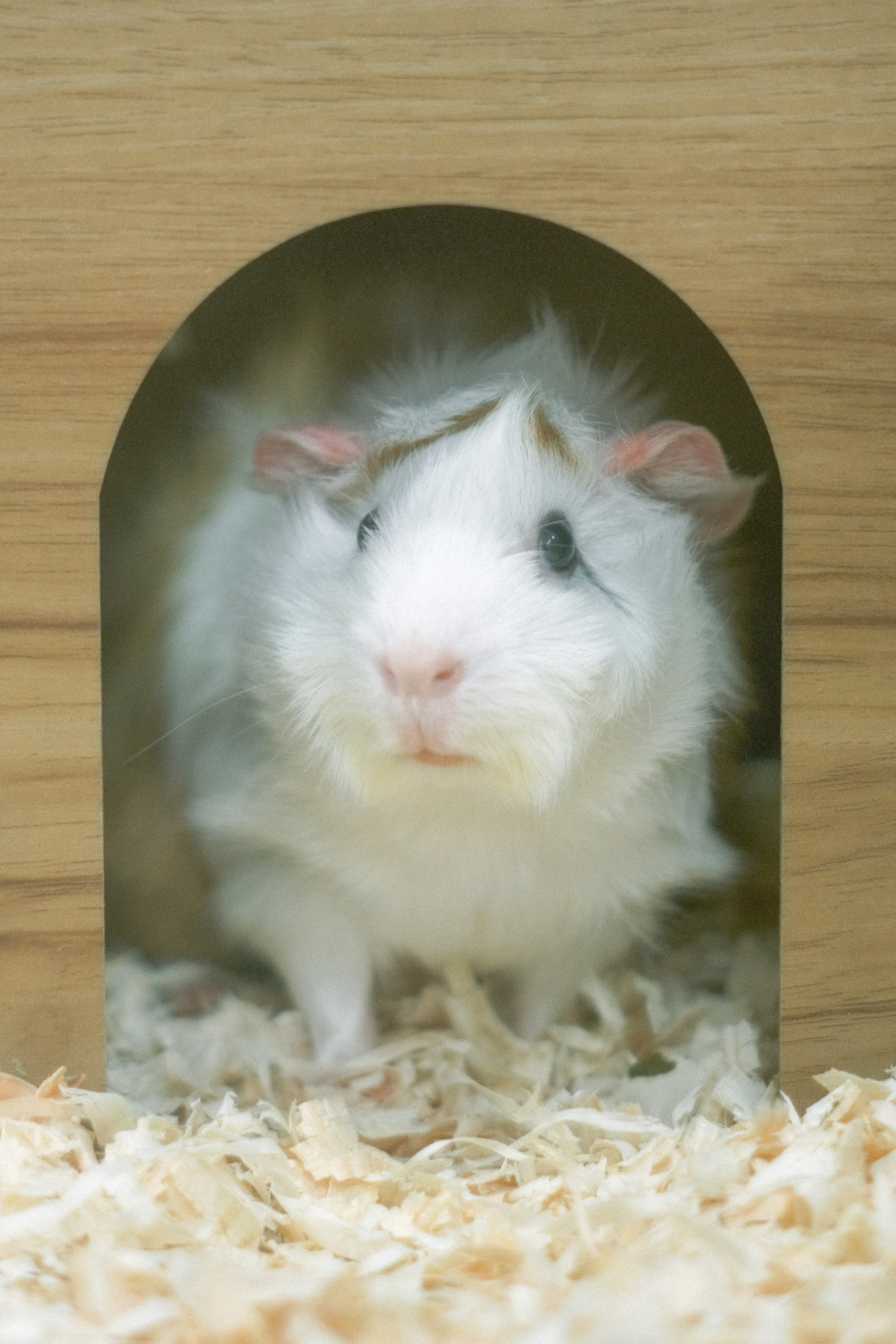 Guinea pig putih mengintip dari pintu masuk rumah kayu