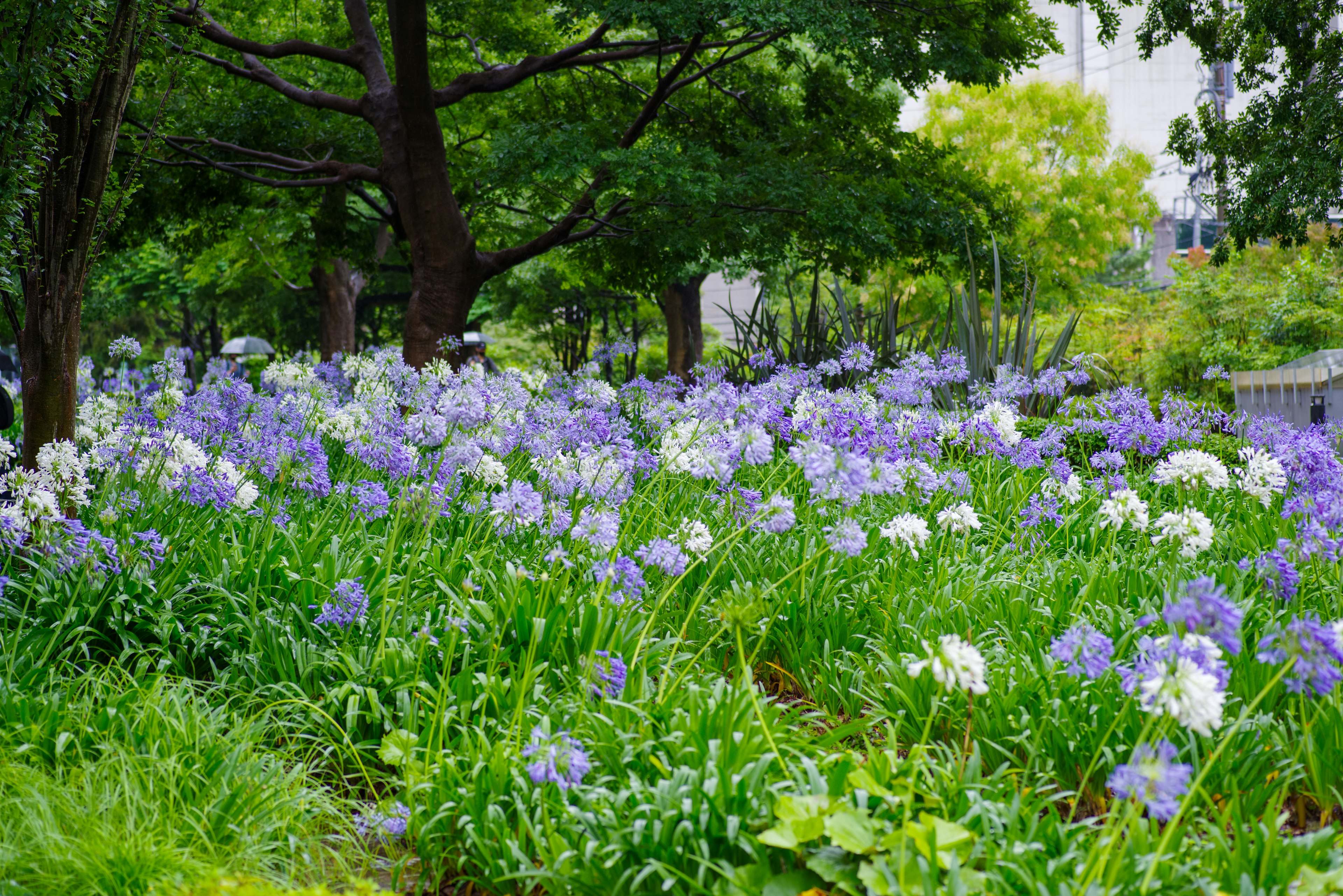 緑の木々に囲まれた紫と白の花が咲く美しい風景