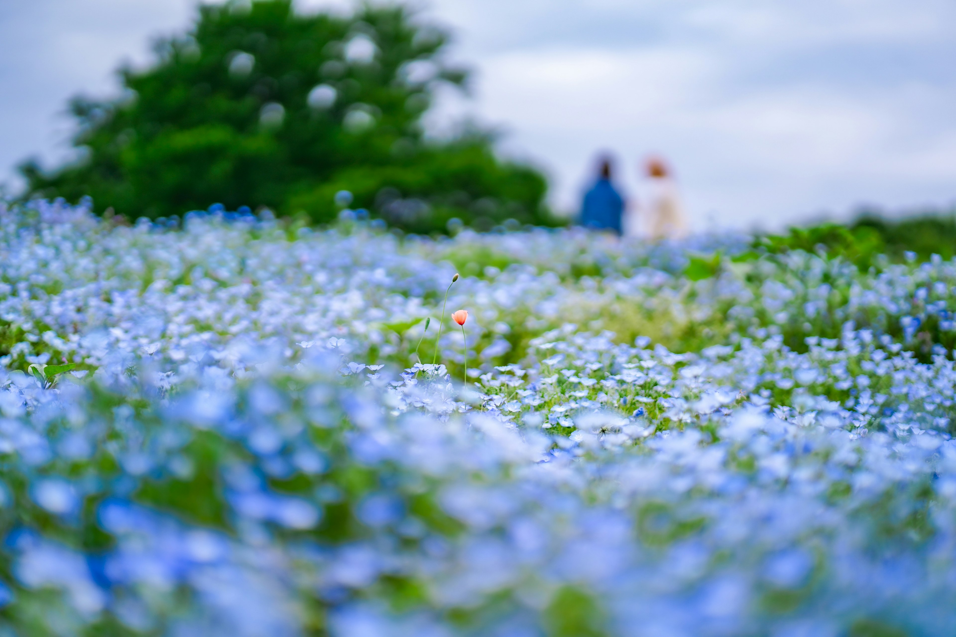 ภูมิทัศน์ที่เต็มไปด้วยดอกไม้สีน้ำเงินและมีเงาของคนอยู่เบื้องหลัง