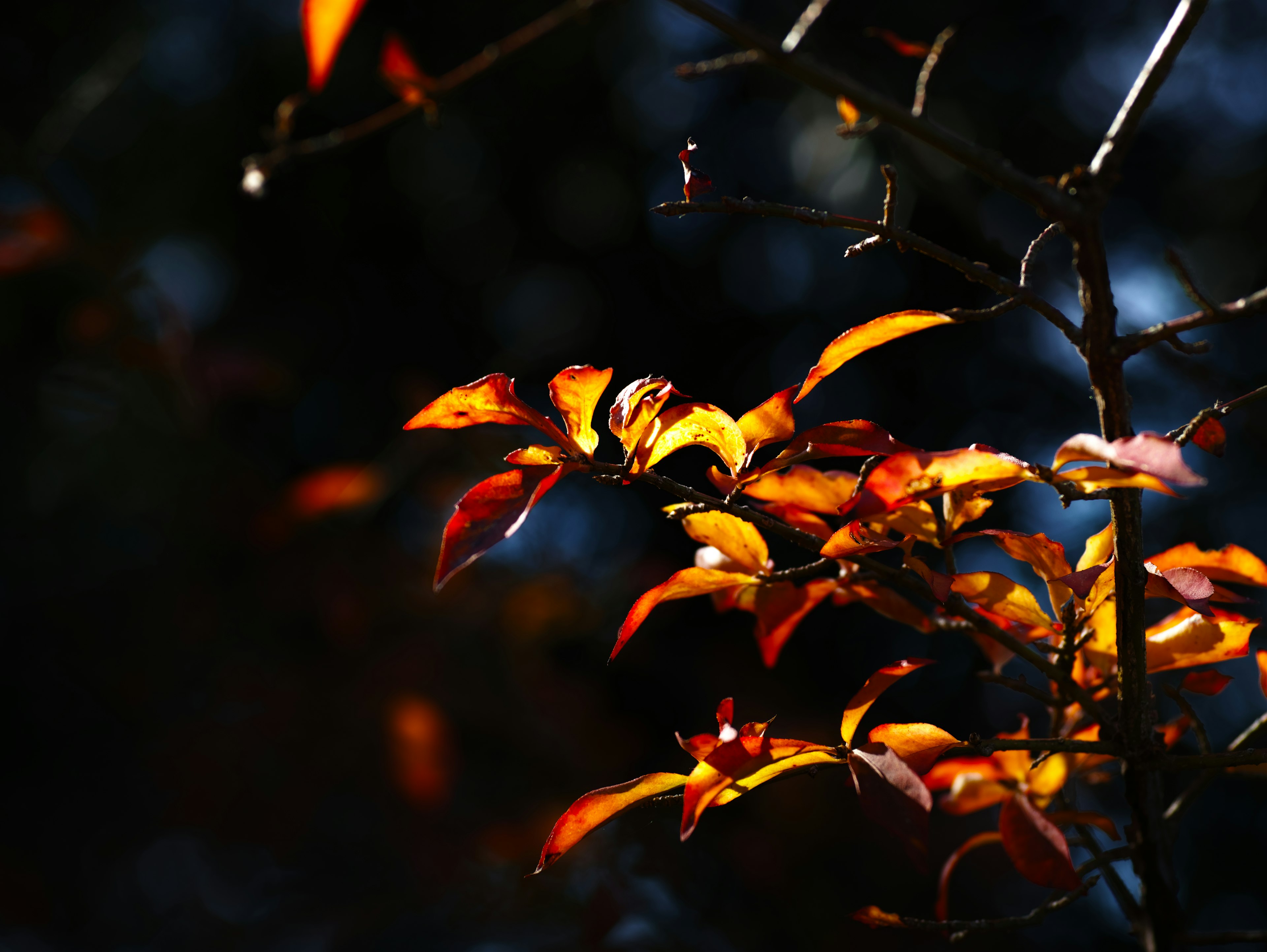 Orange and red leaves illuminated against a dark background