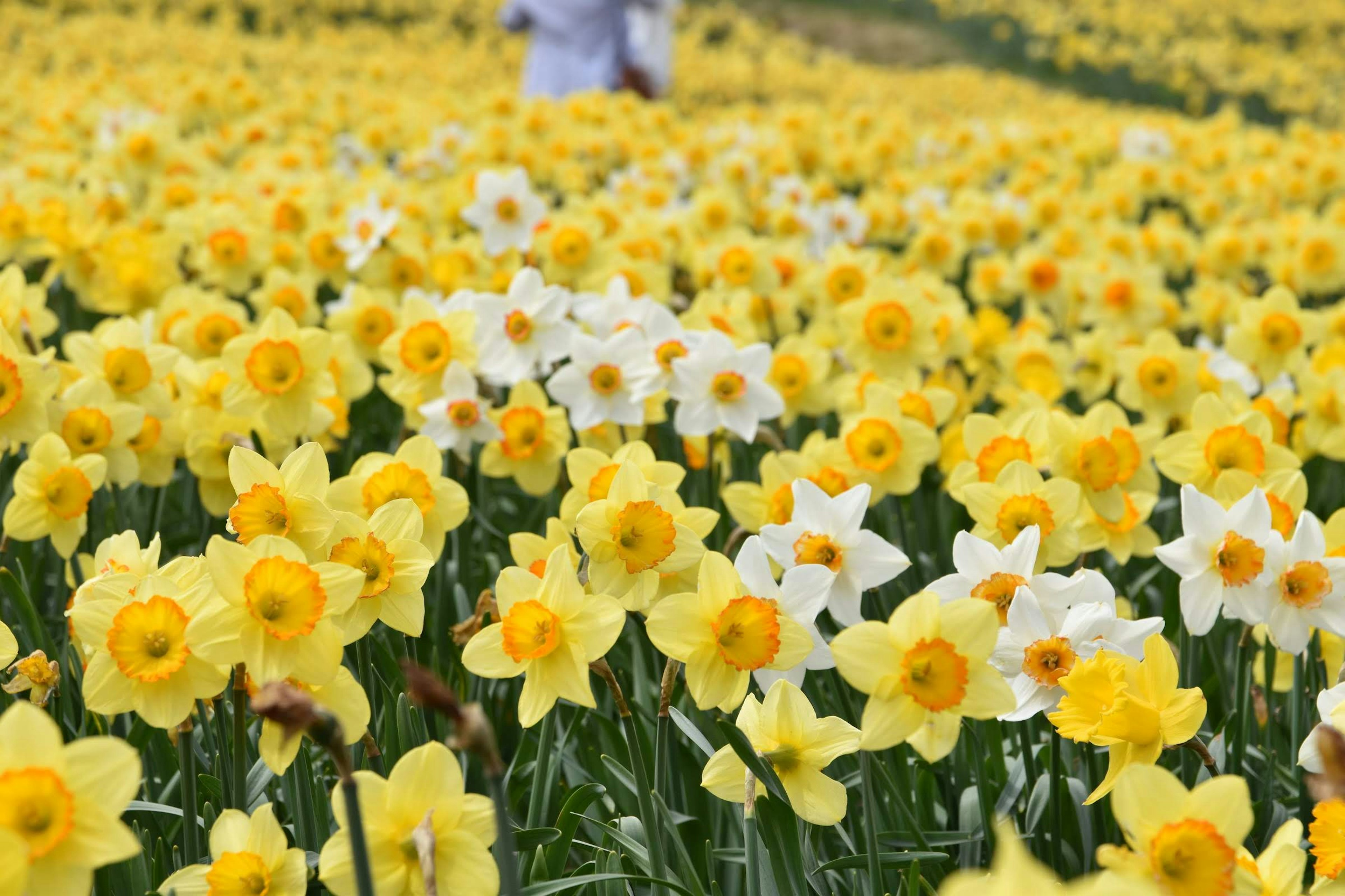 A field of blooming yellow and white daffodils with a person in the background