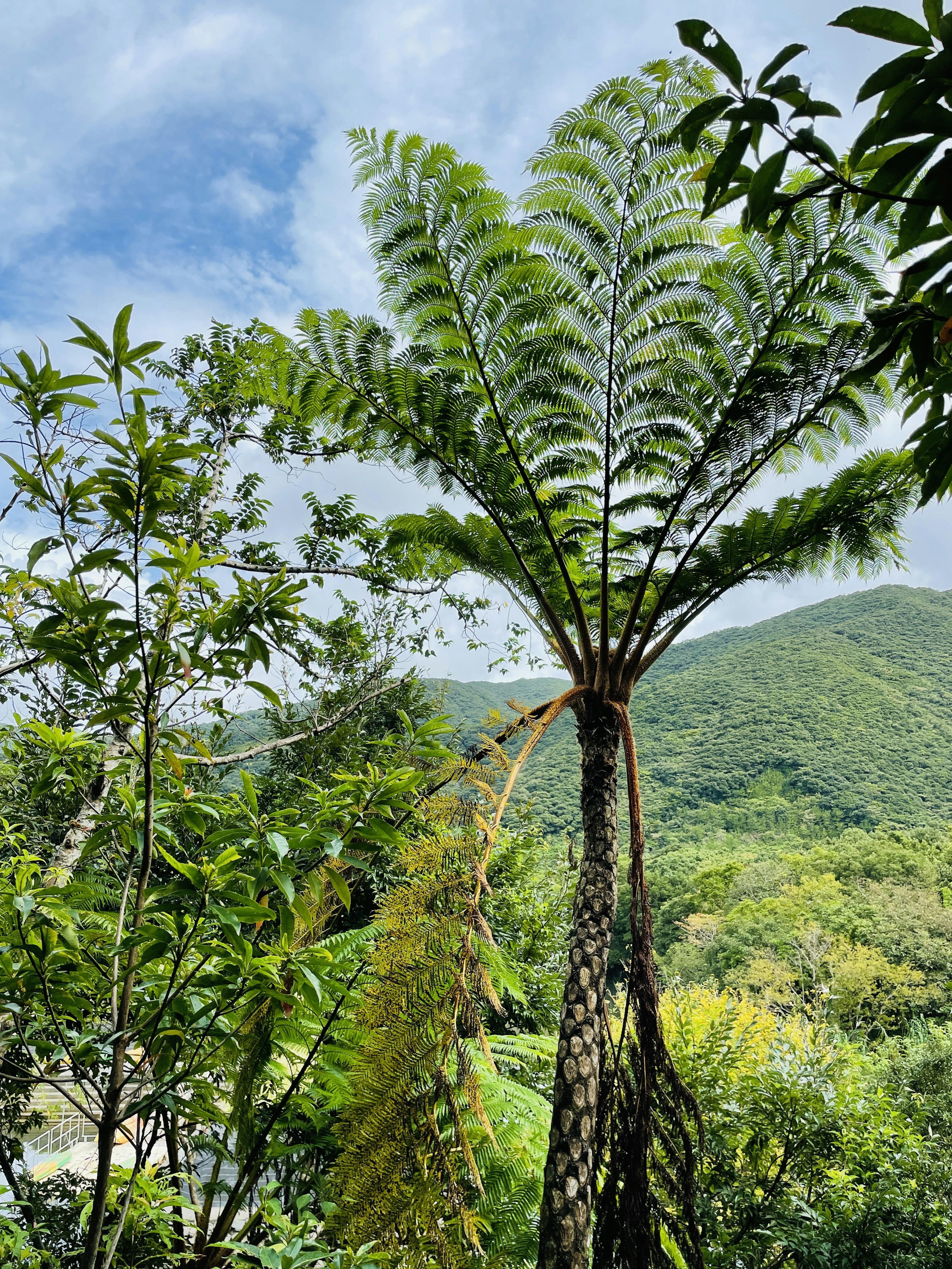 青々としたシダの木が山の背景に立っている