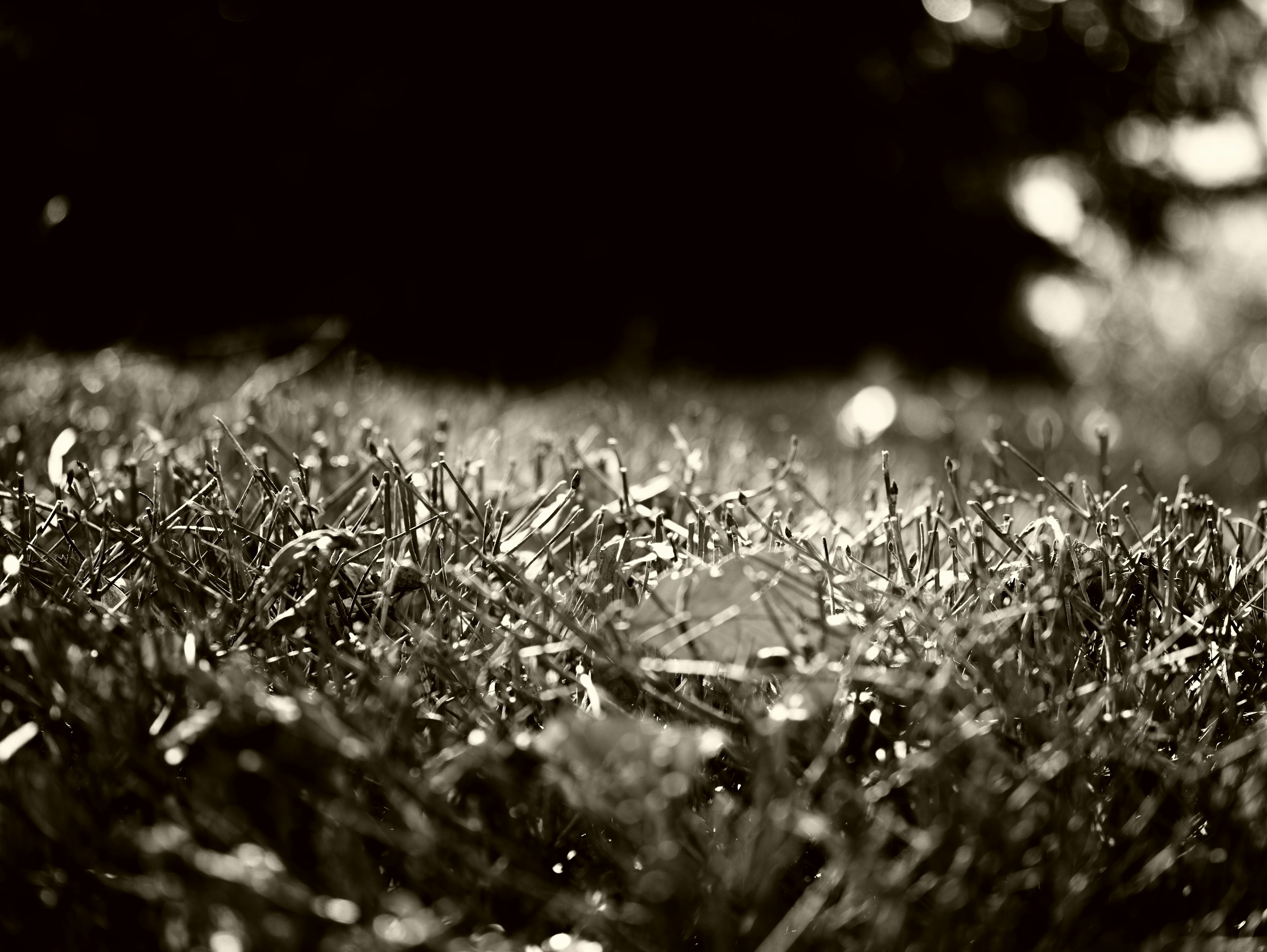 Gros plan sur l'herbe scintillante à la lumière sur un fond sombre