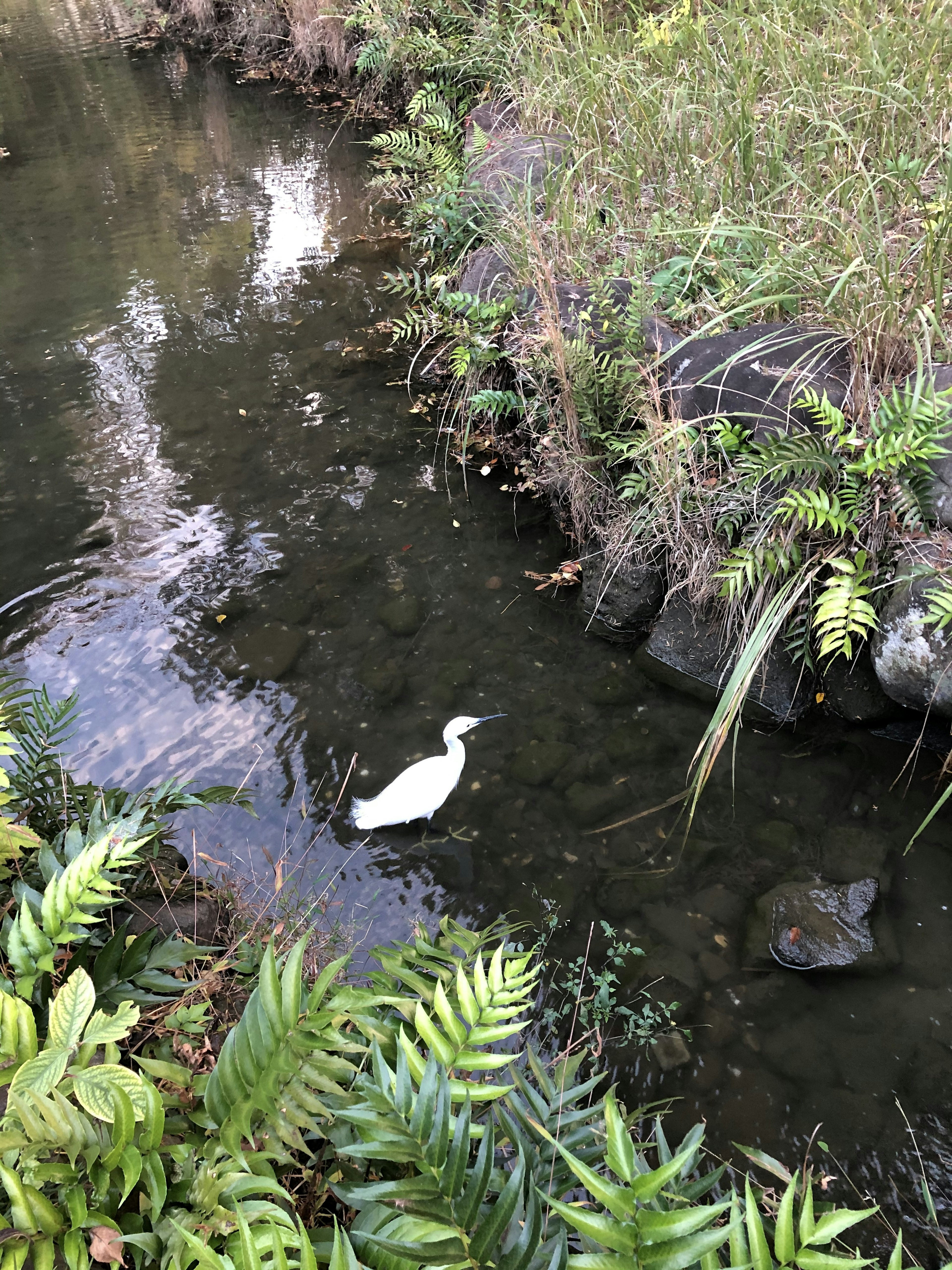 白い鳥が水辺にいる静かな自然の風景