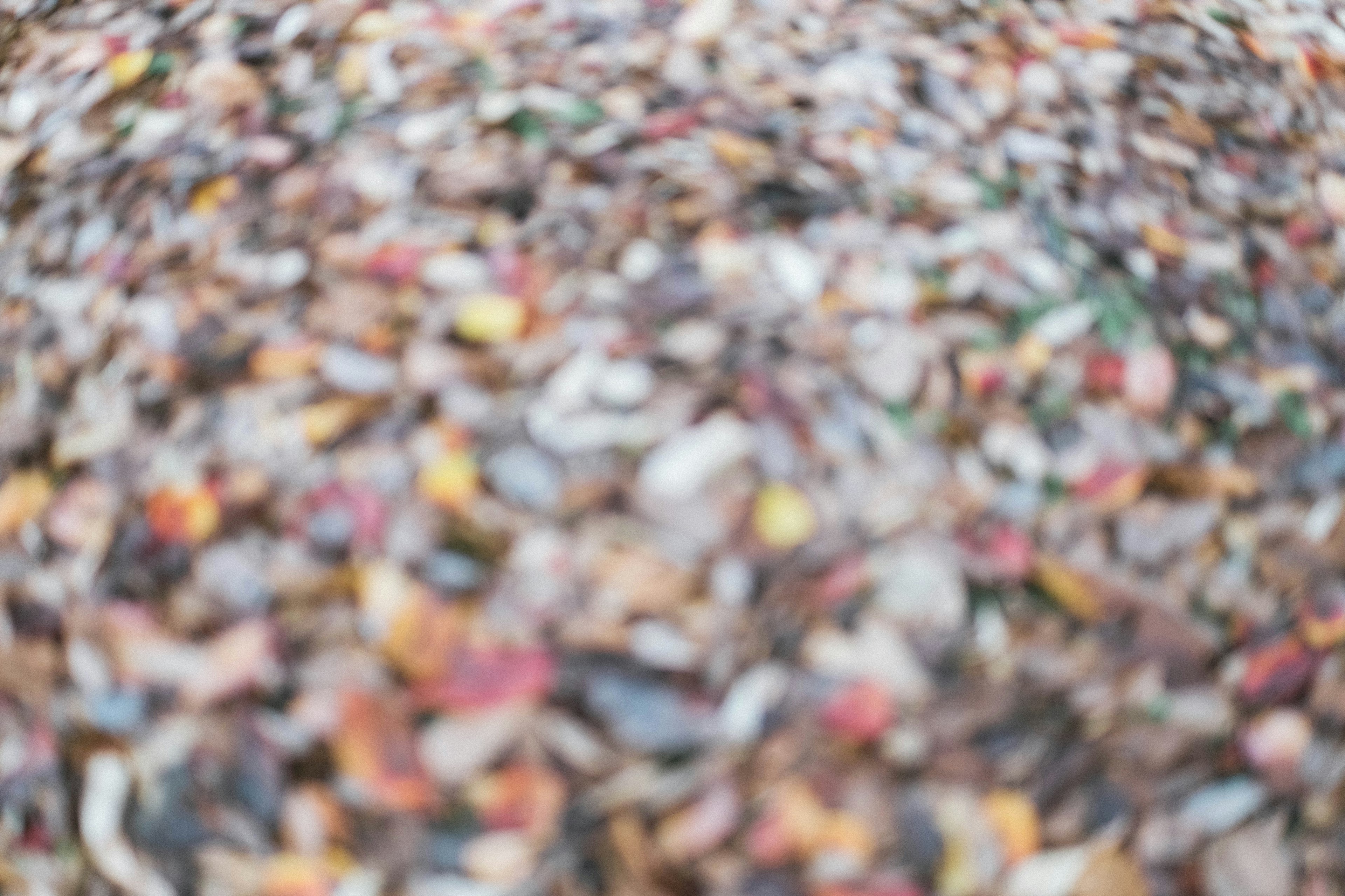 Colorful blend of autumn leaves covering the ground