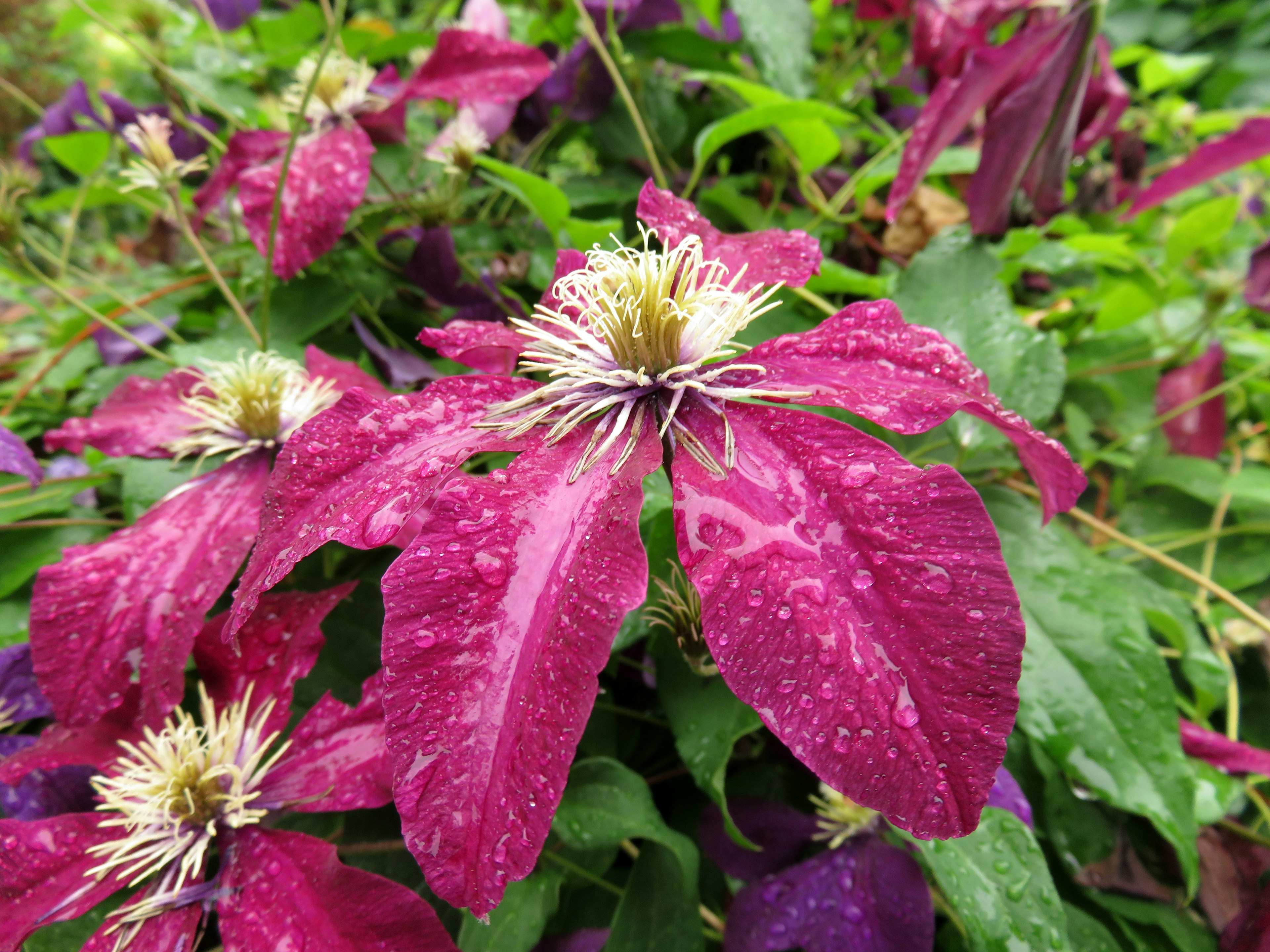 Vibrant purple petals with a white center adorned with water droplets among lush green leaves