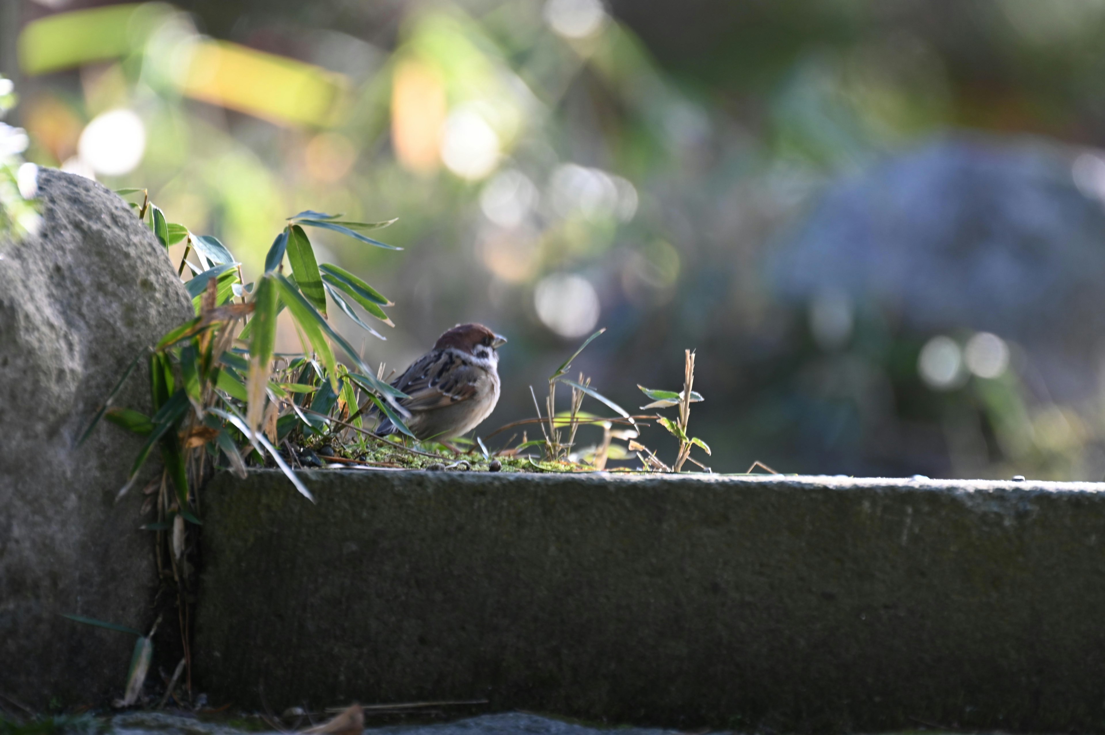 Un pequeño pájaro descansando entre la vegetación