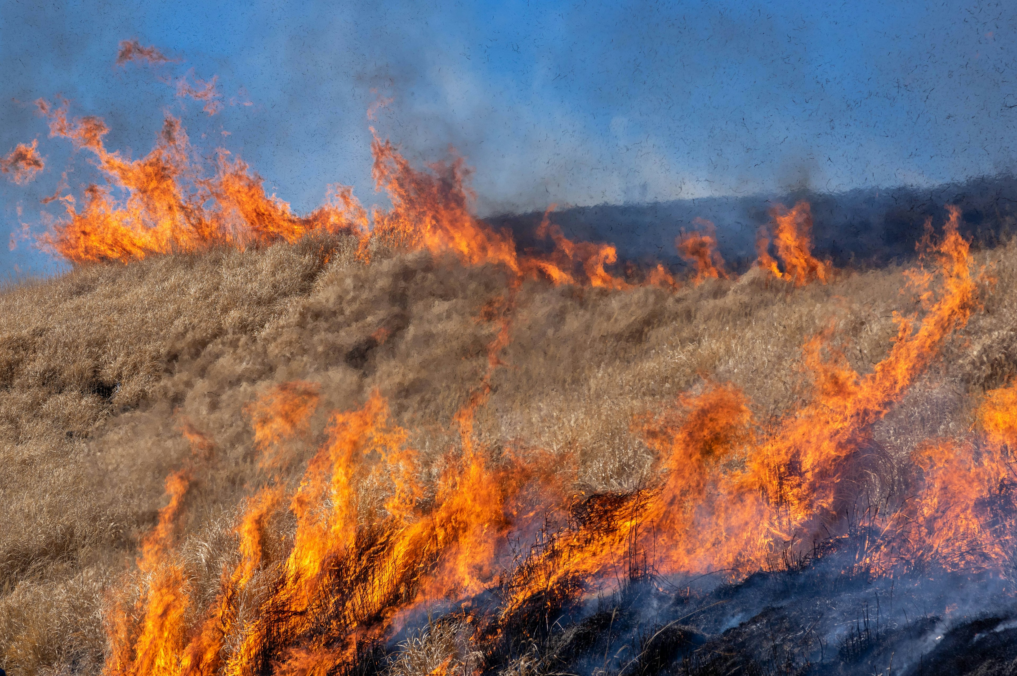 Gros plan des flammes brûlant la prairie