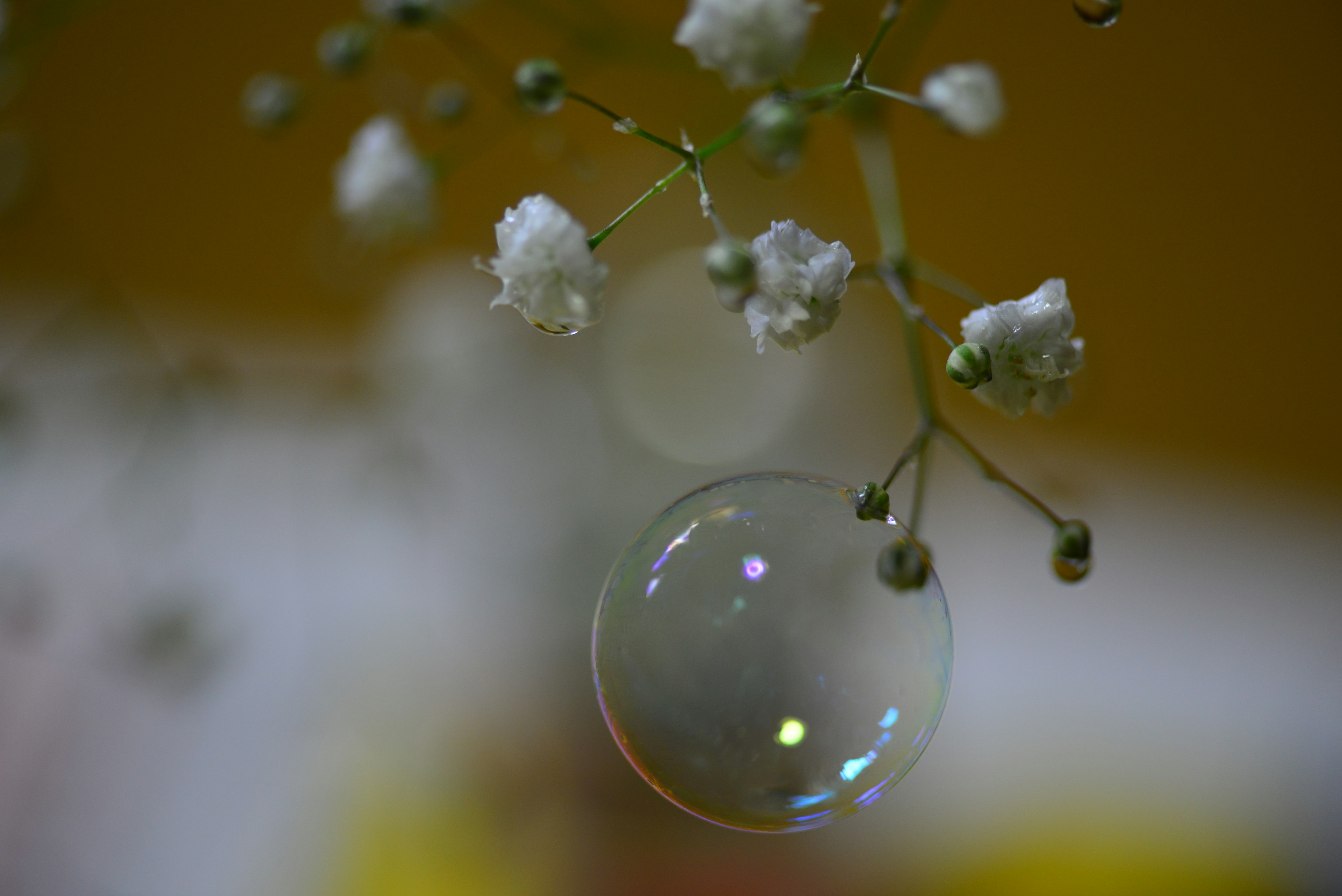 Una bellissima scena con piccoli fiori bianchi e una bolla che fluttua