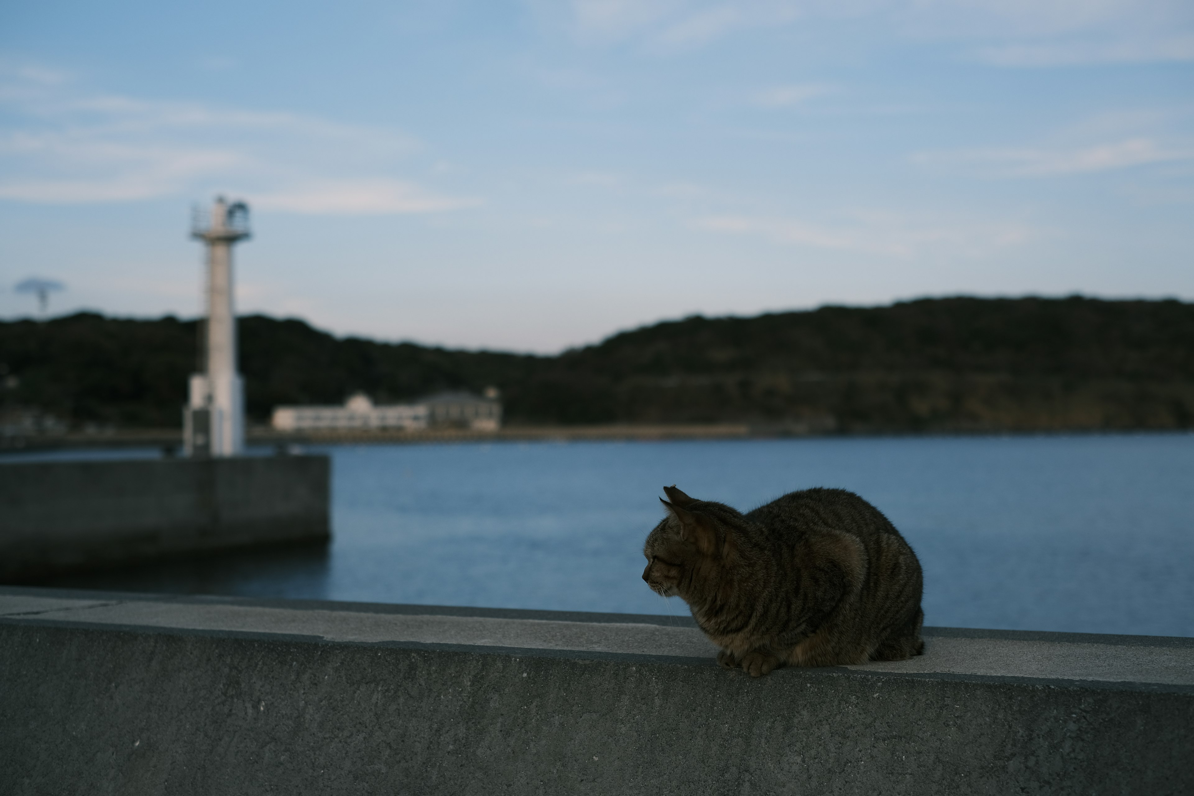 Eine Katze sitzt am Wasser mit einem Leuchtturm im Hintergrund