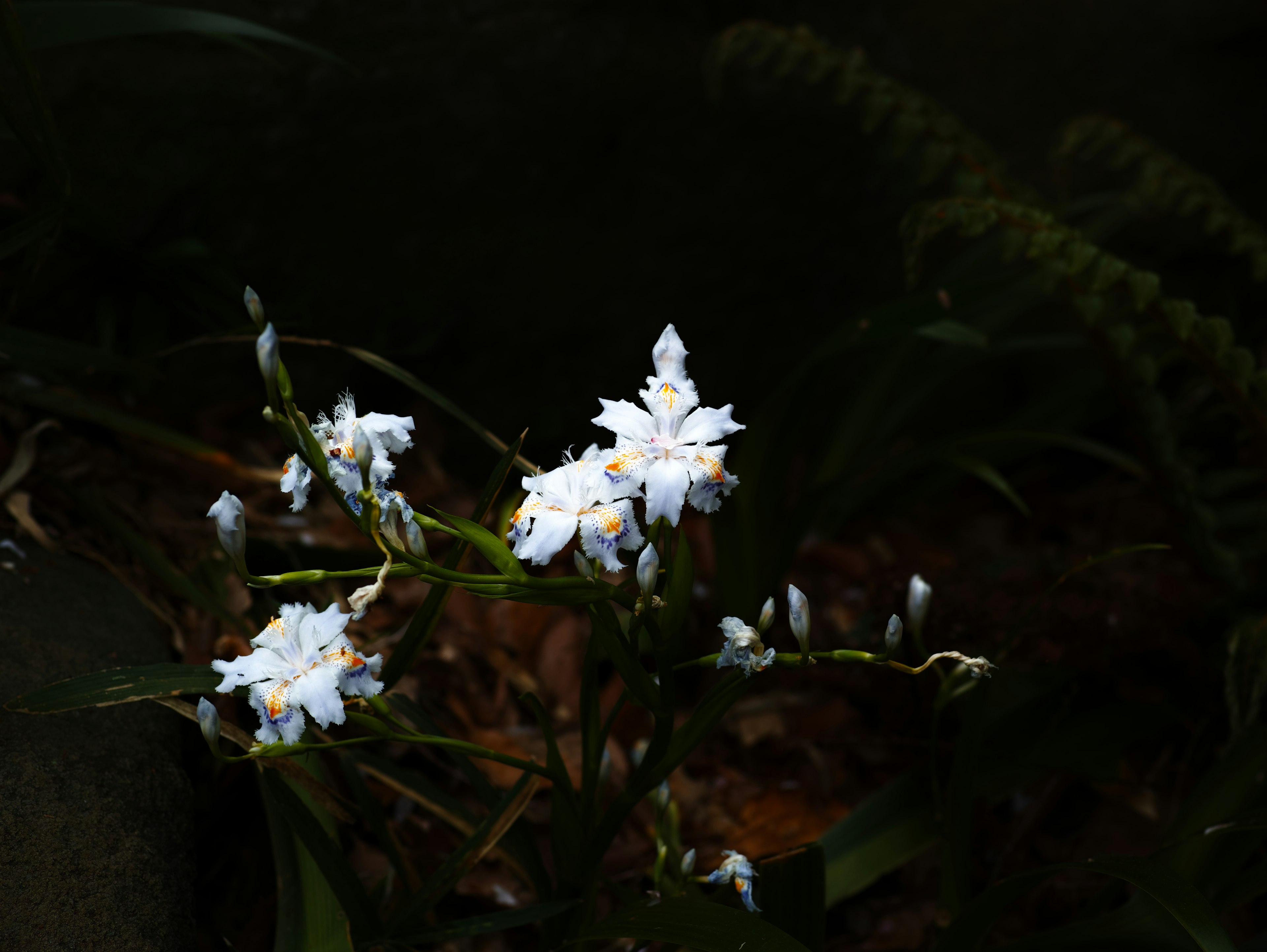 Fiori bianchi spiccano su uno sfondo scuro