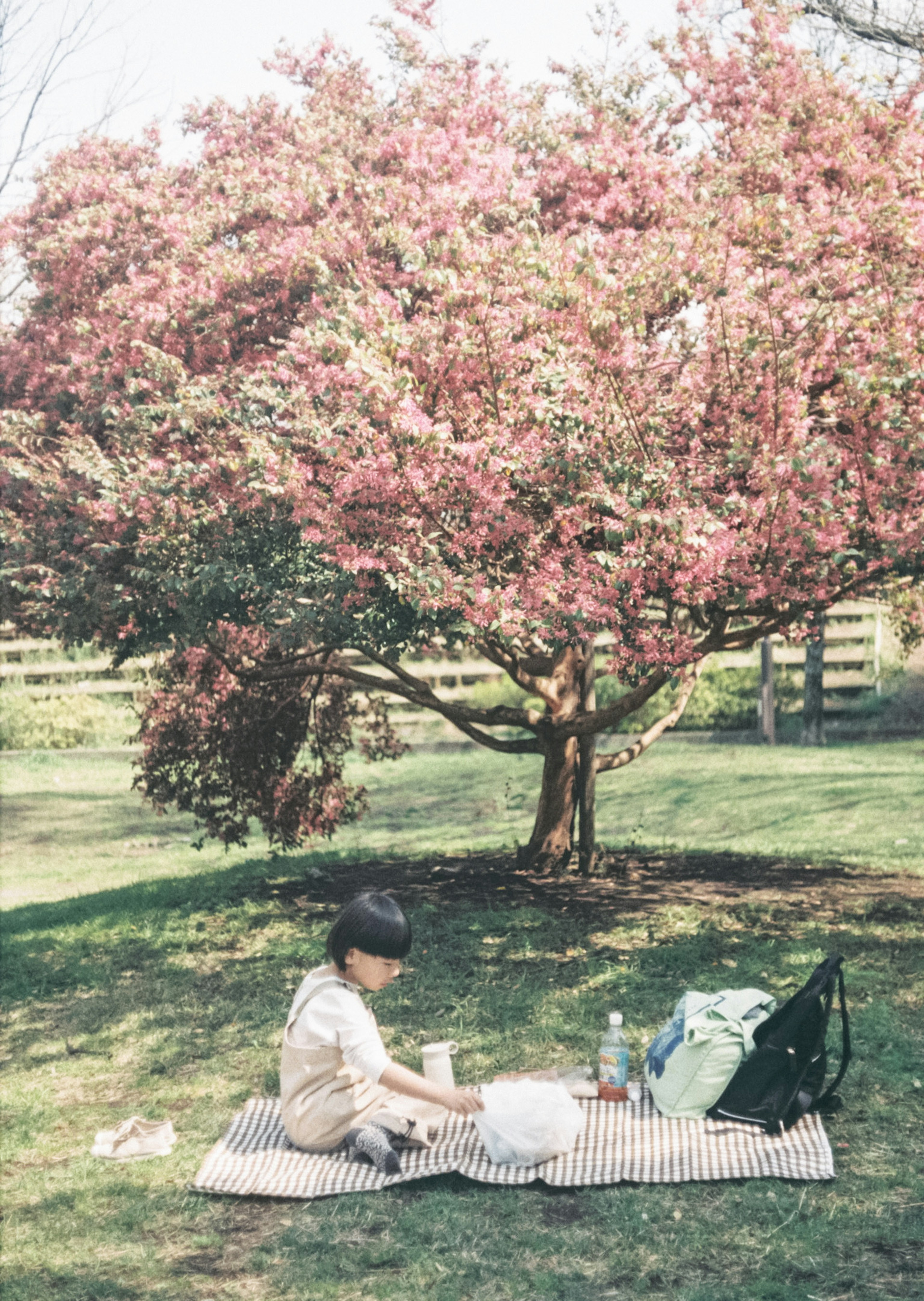 Niño teniendo un picnic bajo un árbol en flor en un parque