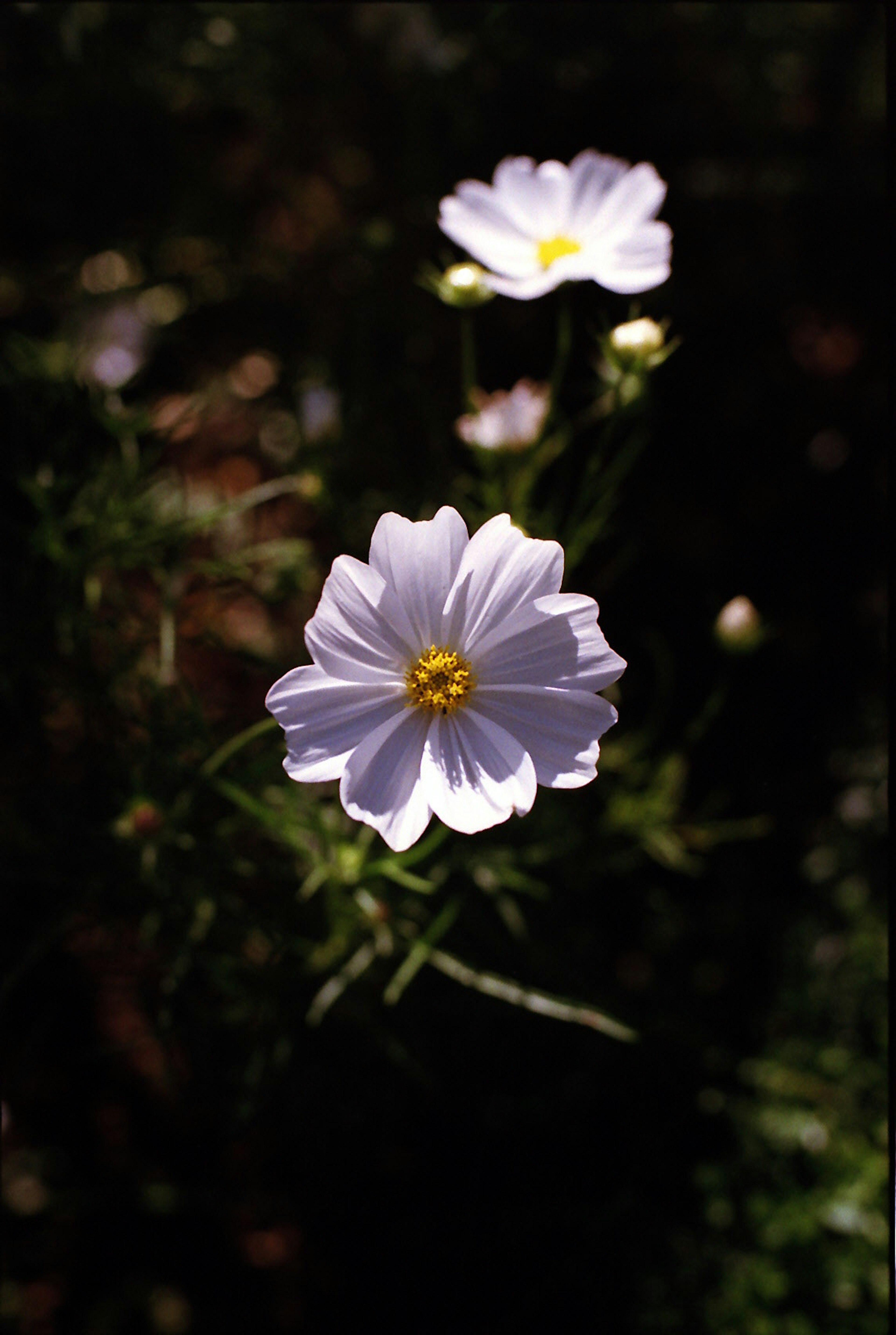 Image avec des fleurs violettes pâles sur un fond vert