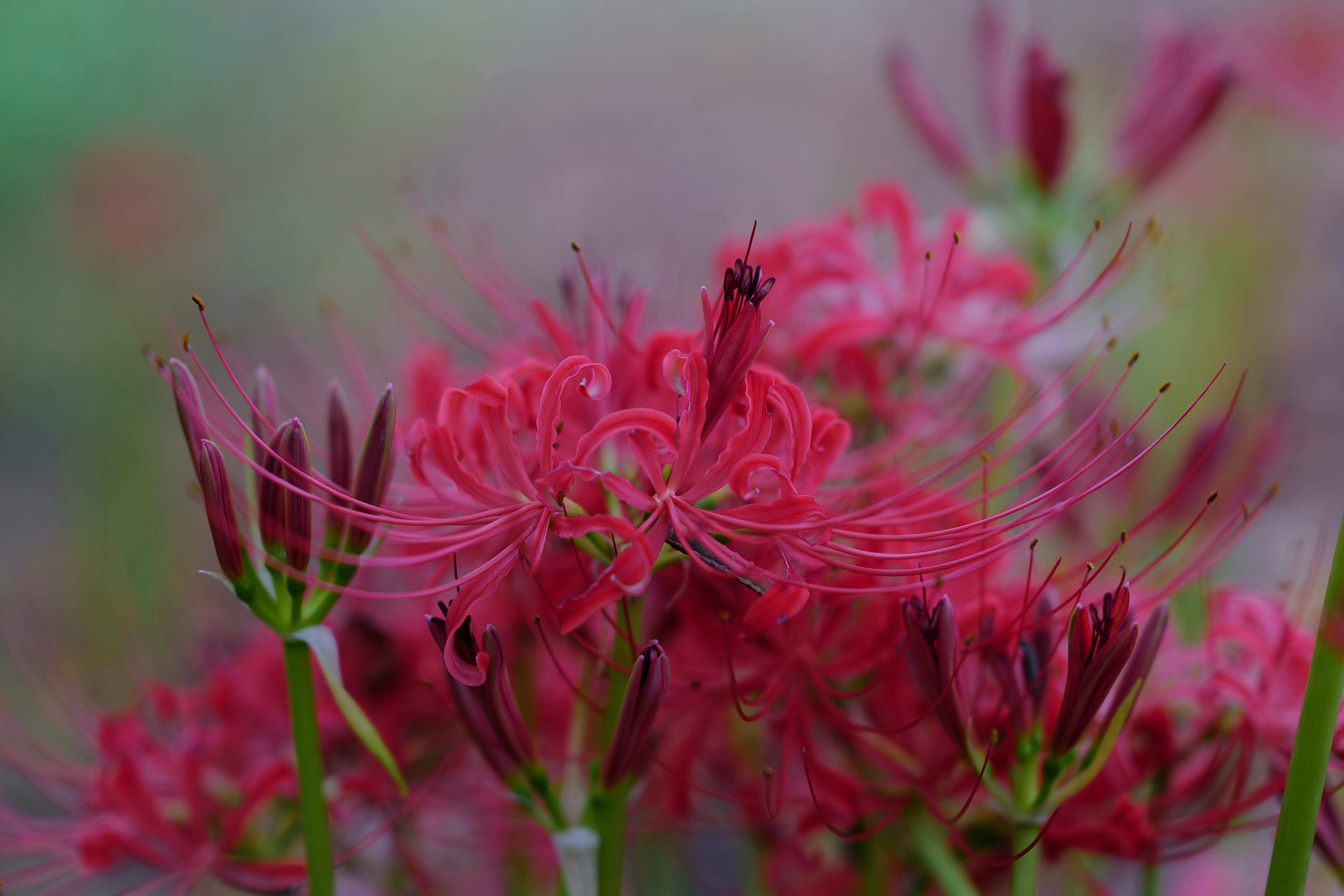 Bunter Haufen lebhafter roter Spinnenlilien in Blüte