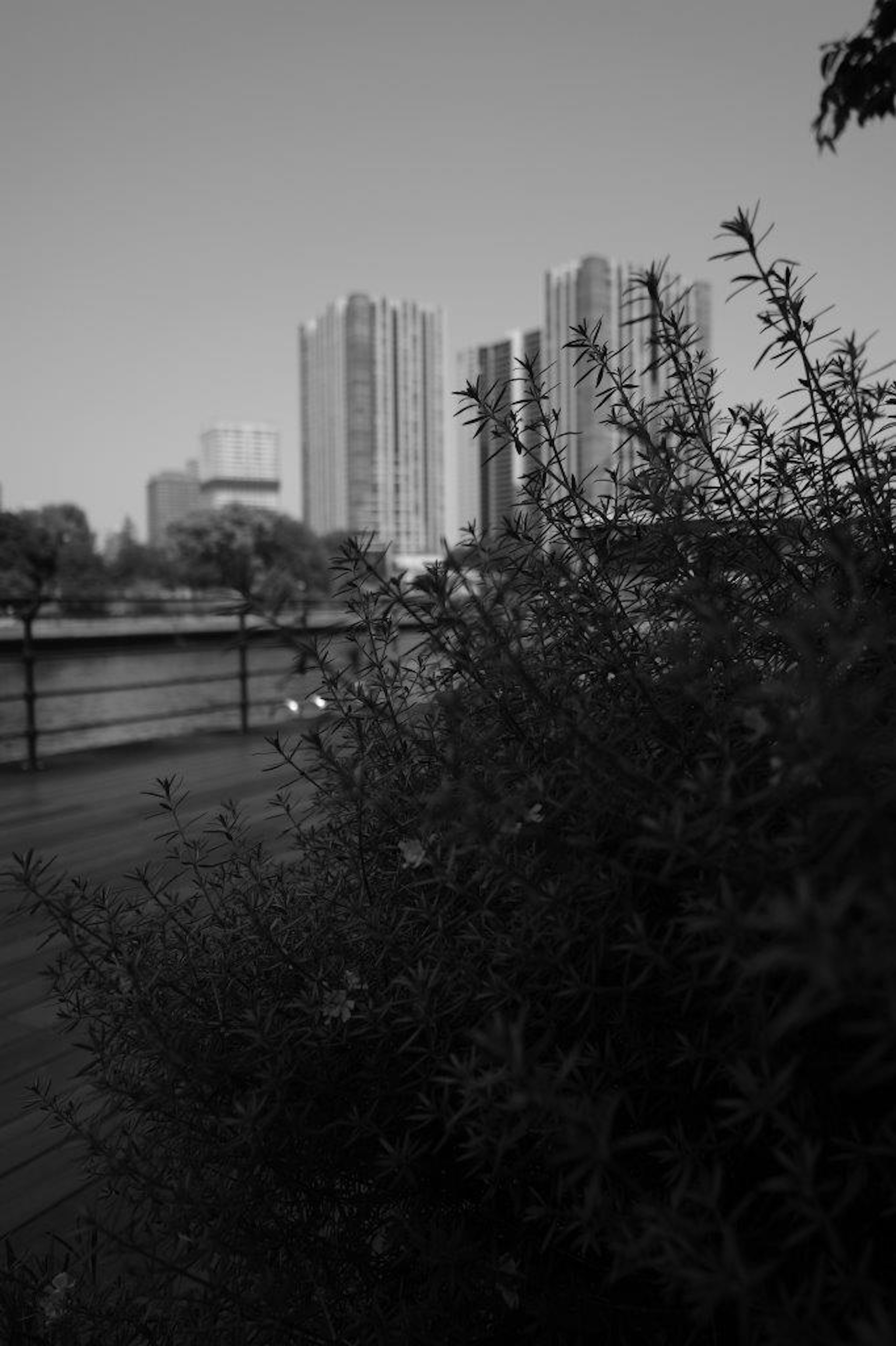 Scène urbaine en noir et blanc avec de la végétation au premier plan et des gratte-ciel à l'arrière-plan