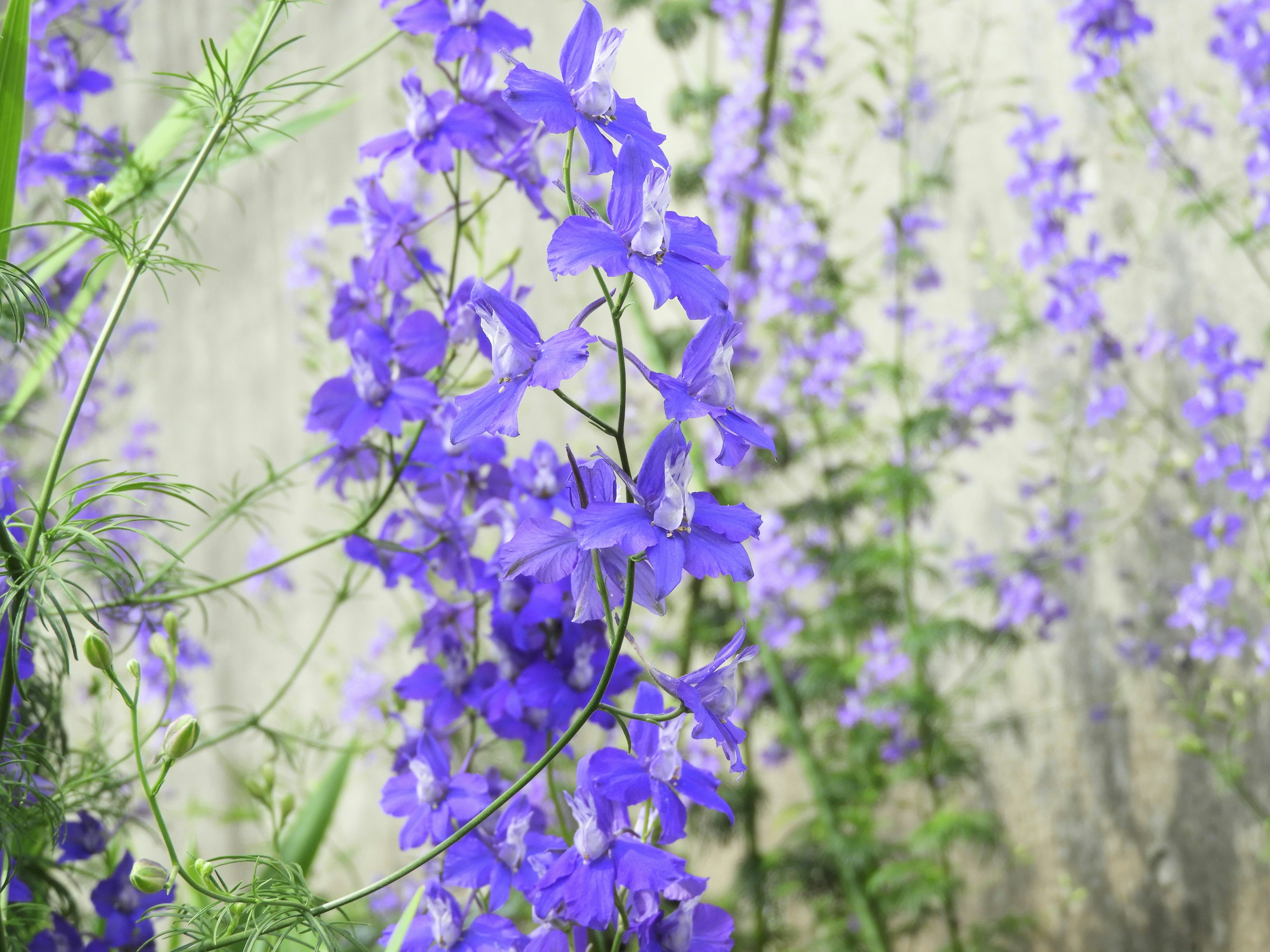 Nahaufnahme von Pflanzen mit lila Blumen