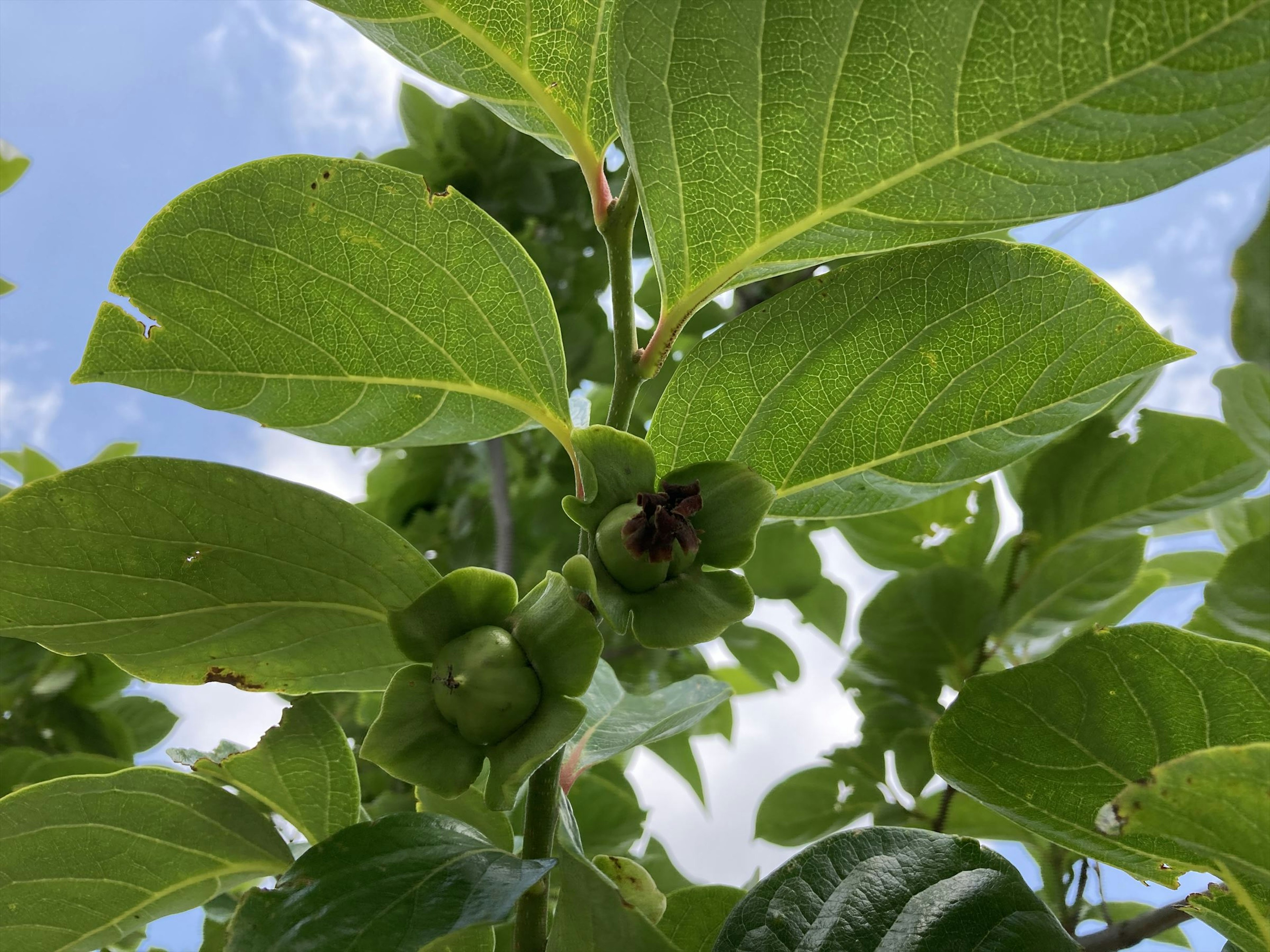 Primer plano de una planta con hojas verdes y pequeñas estructuras similares a frutas