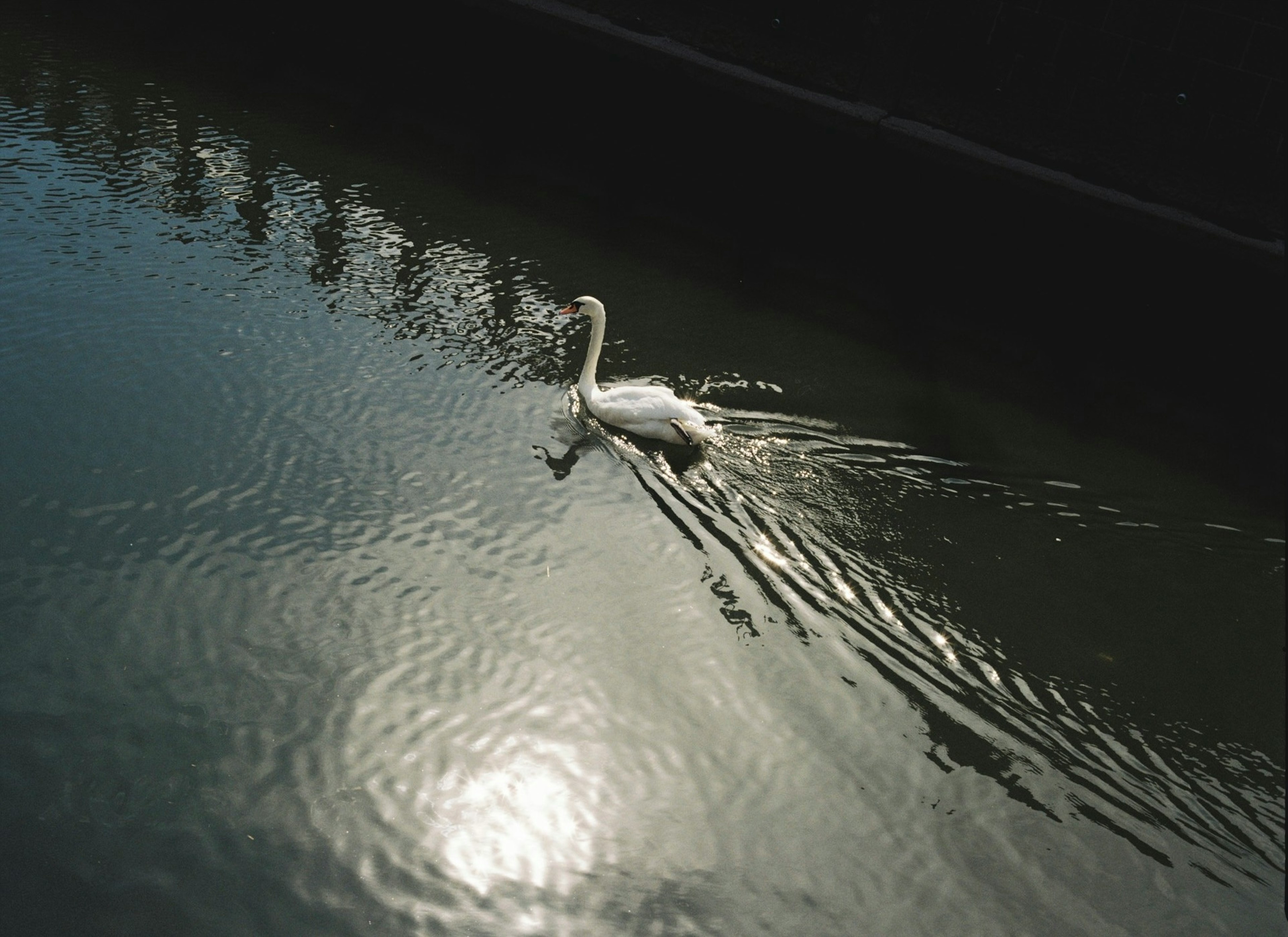 白鳥が水面を泳いでいる美しい風景