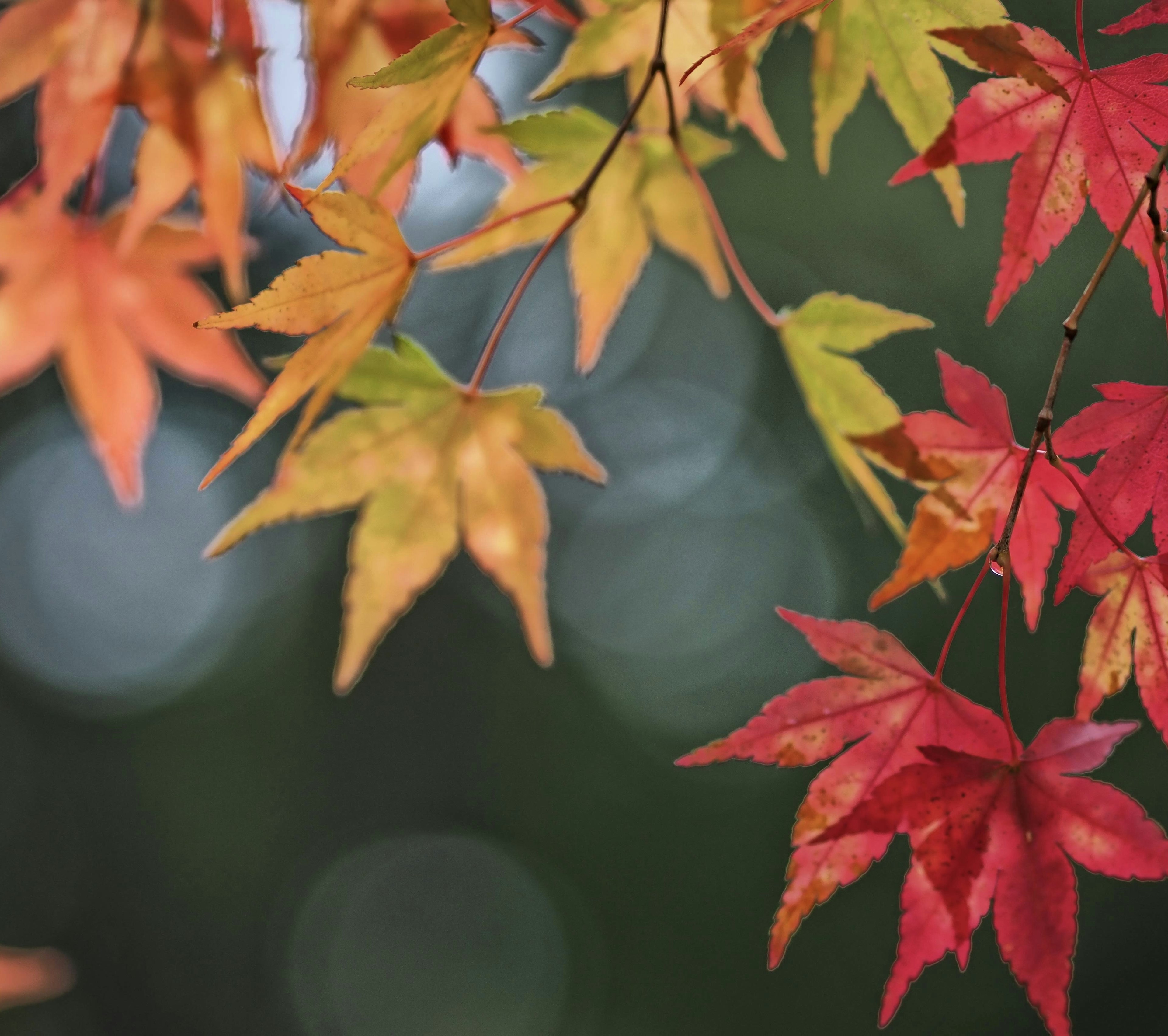 Beautiful maple leaves in shades of red, orange, and yellow with a blurred background