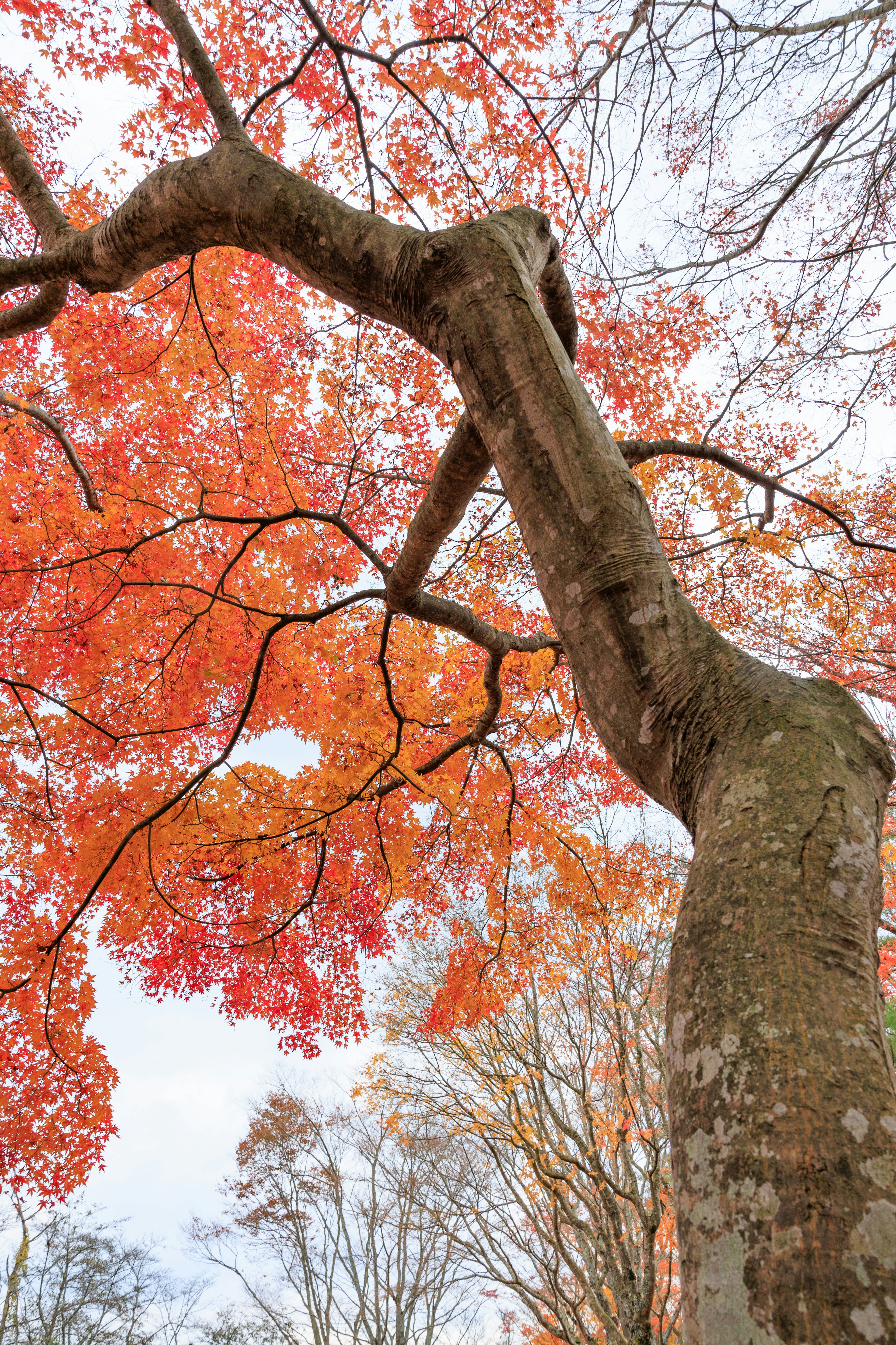 Vista hacia arriba de un tronco de árbol con hojas rojas y naranjas