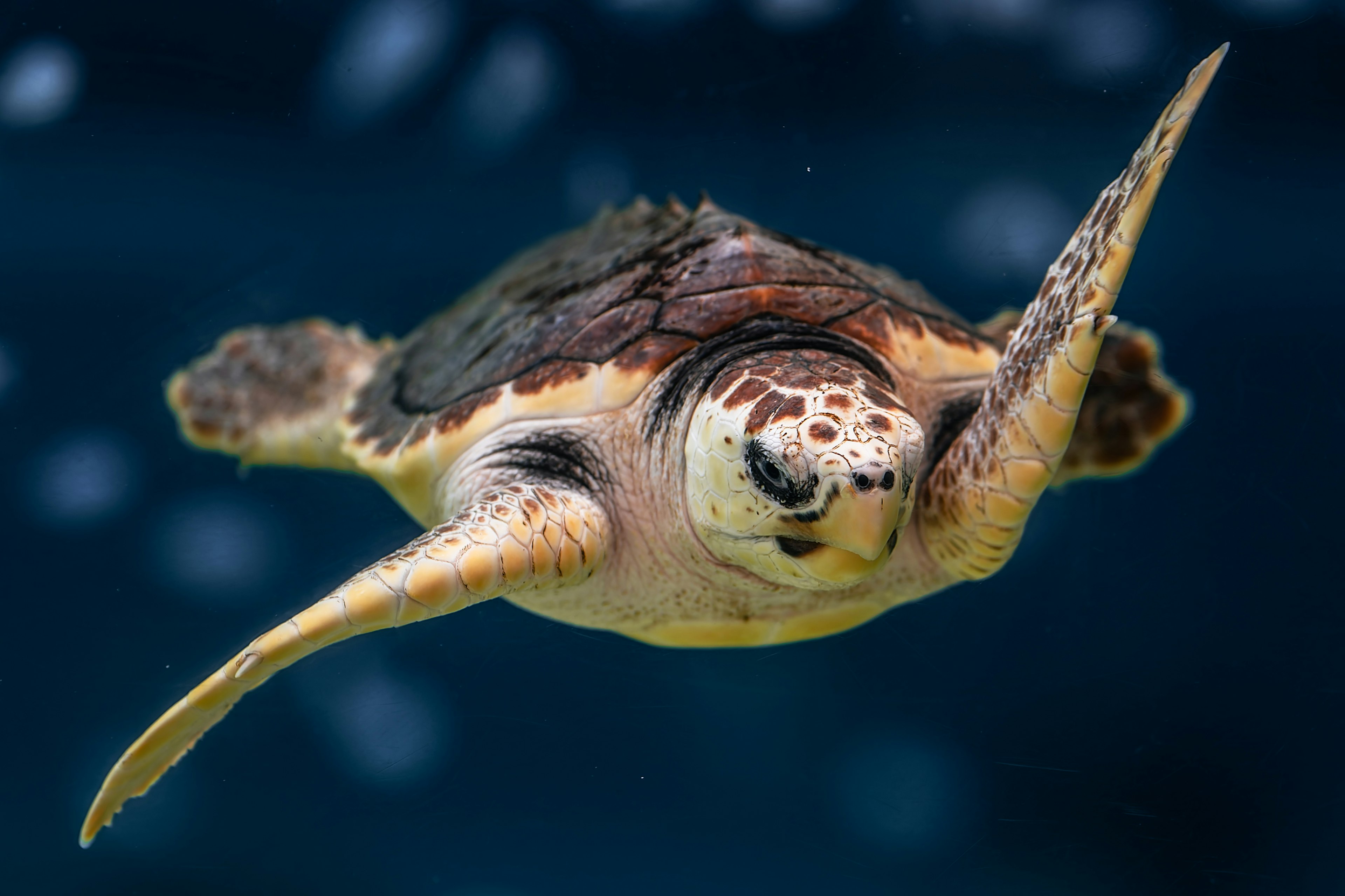 海の中を泳ぐウミガメのクローズアップ写真