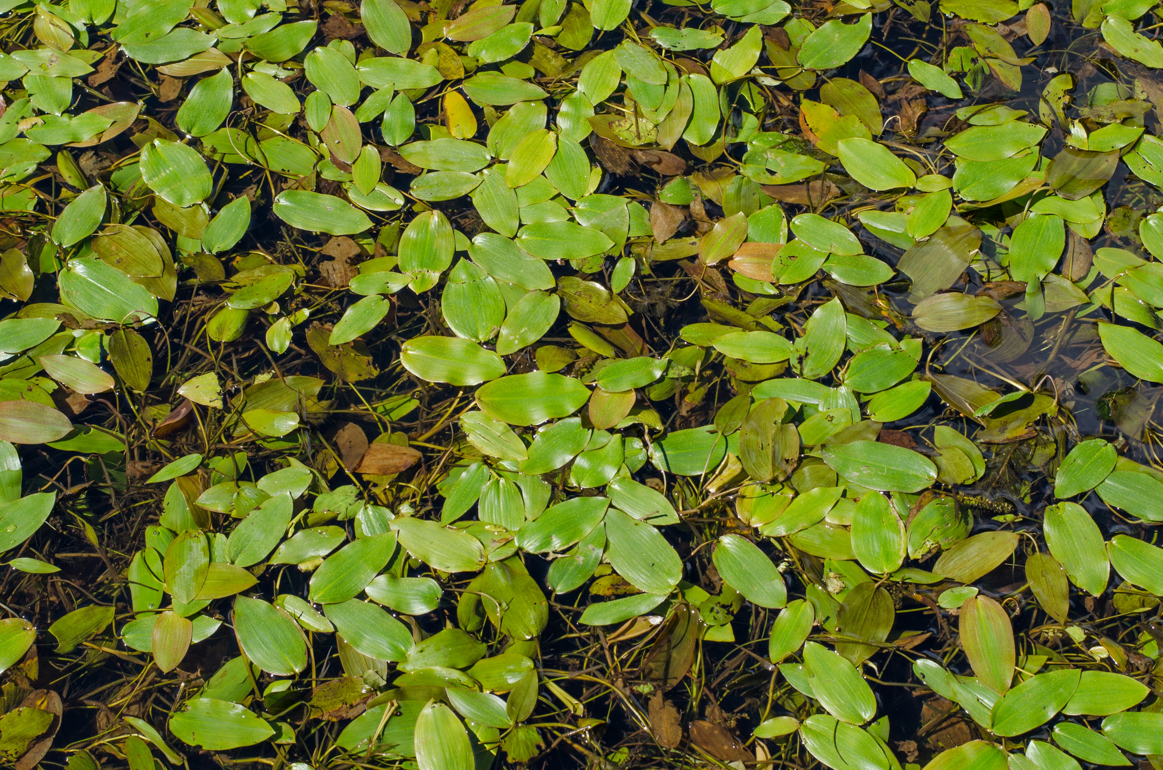 Una vista serena de hojas verdes y marrones flotando en la superficie del agua