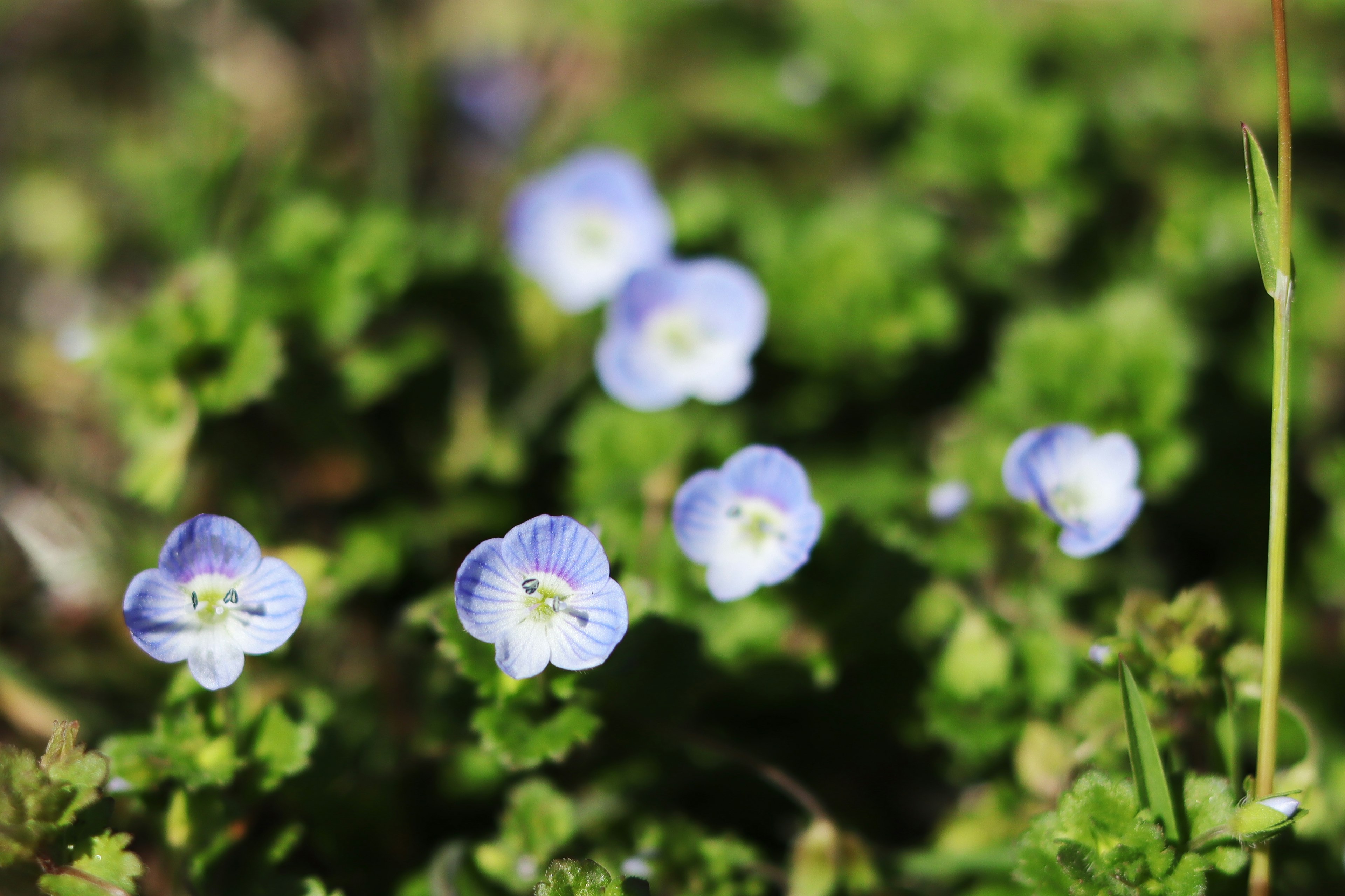 Nahaufnahme von blauen Blumen, die zwischen grünen Blättern blühen