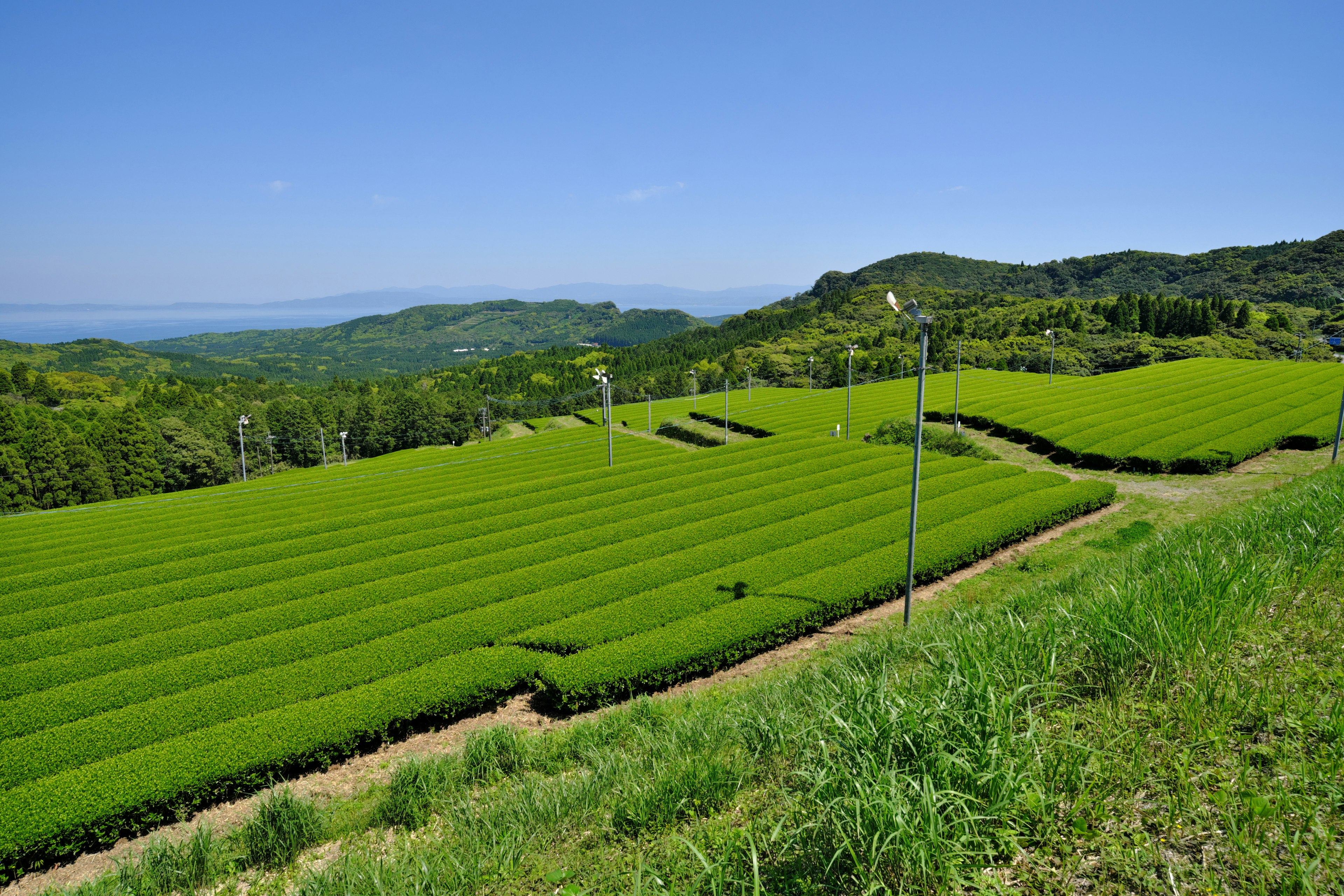 Champs de thé verts luxuriants s'étendant sous un ciel bleu clair