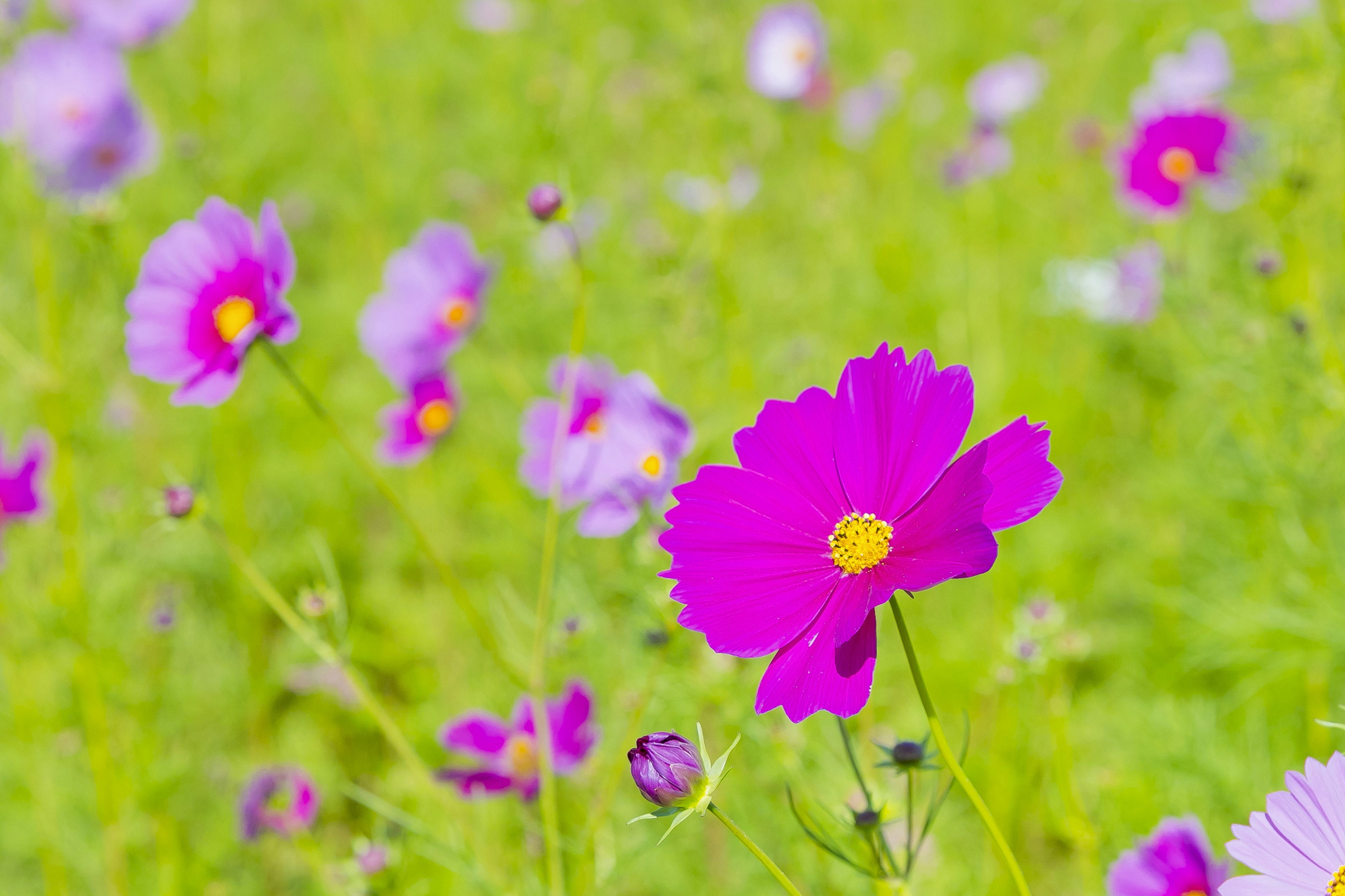 Vibrant pink cosmos flowers against a green background