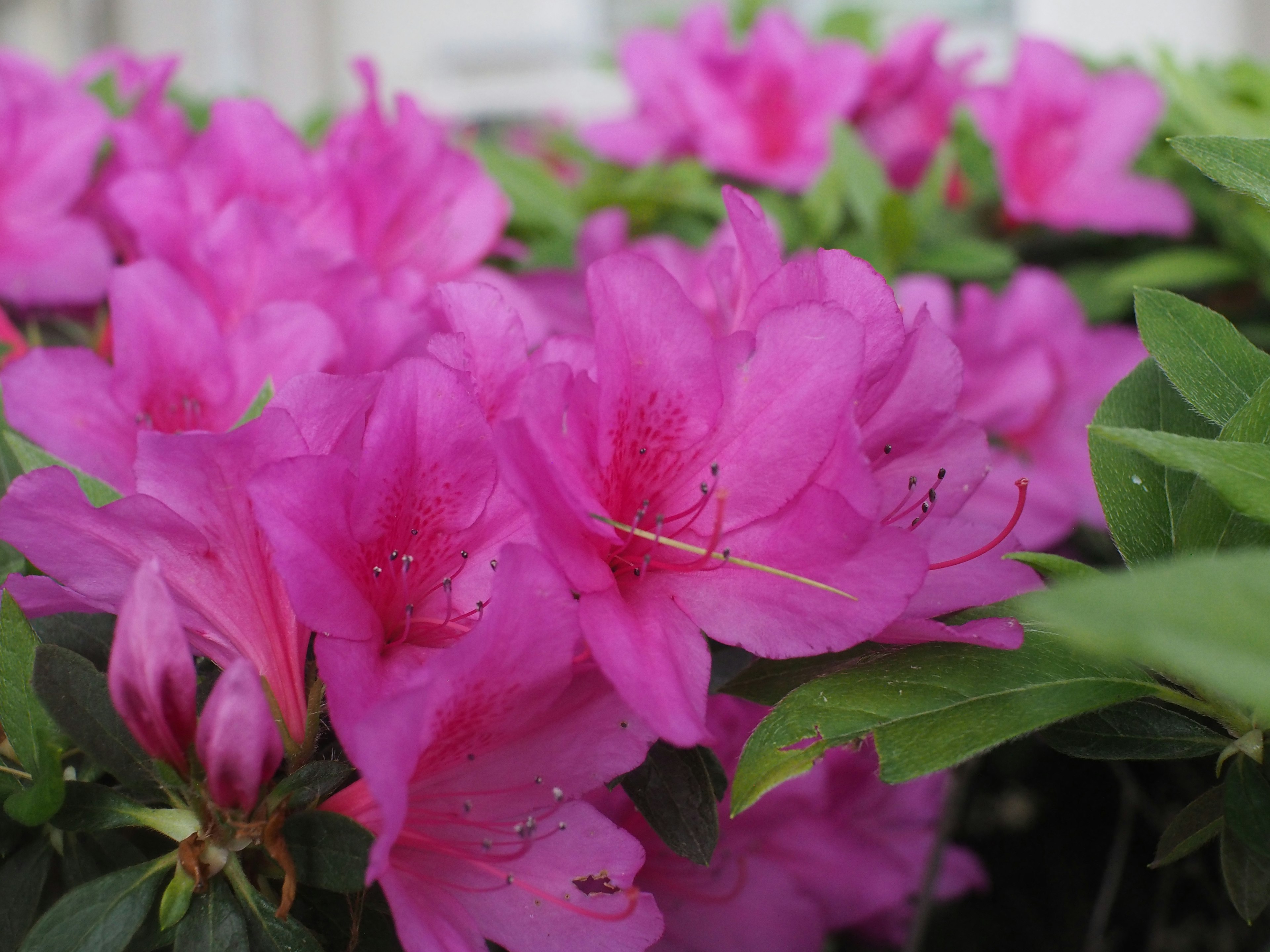 Fiori di azalea rosa vivaci in fiore