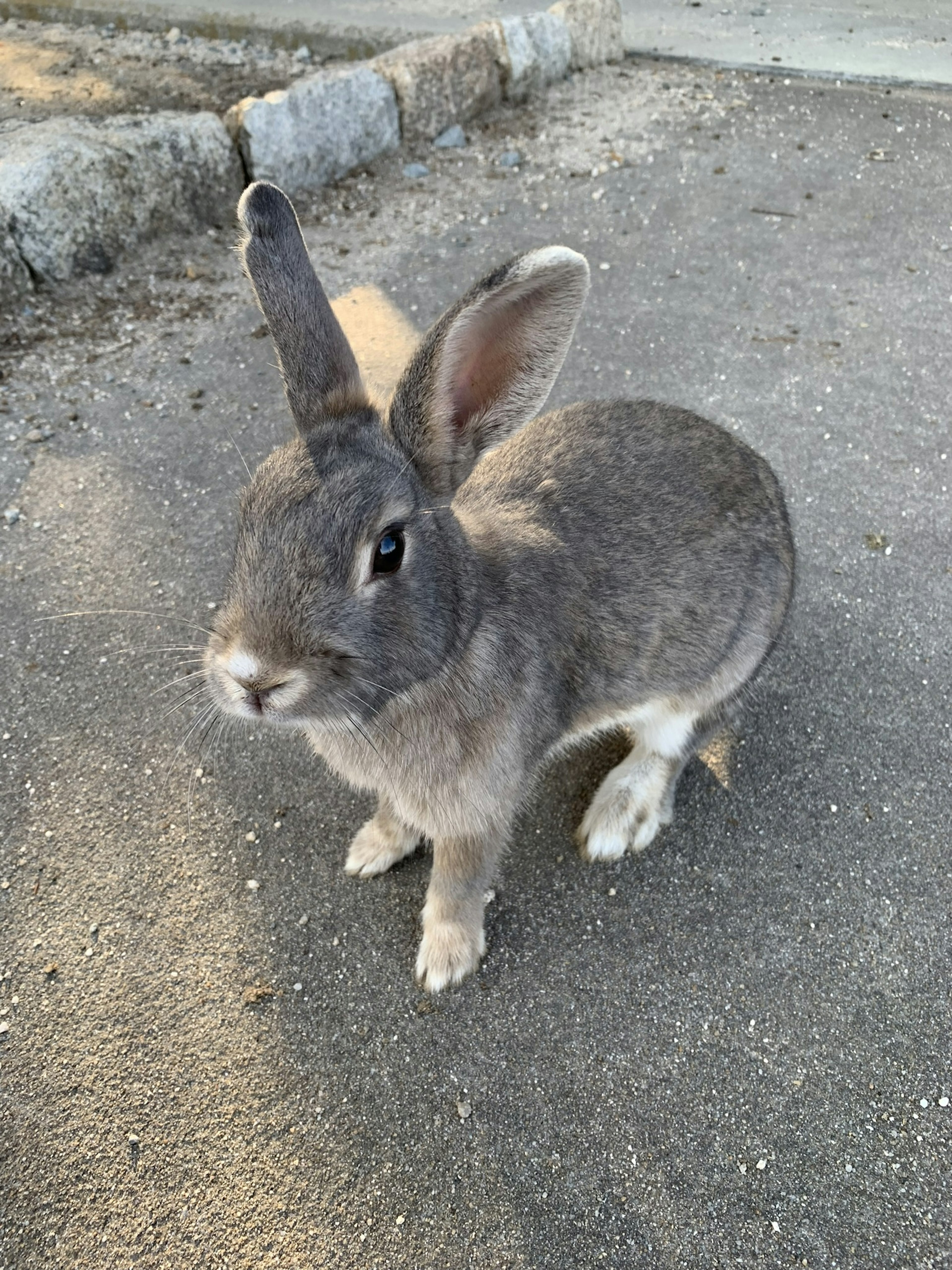 Gray rabbit sitting on the road