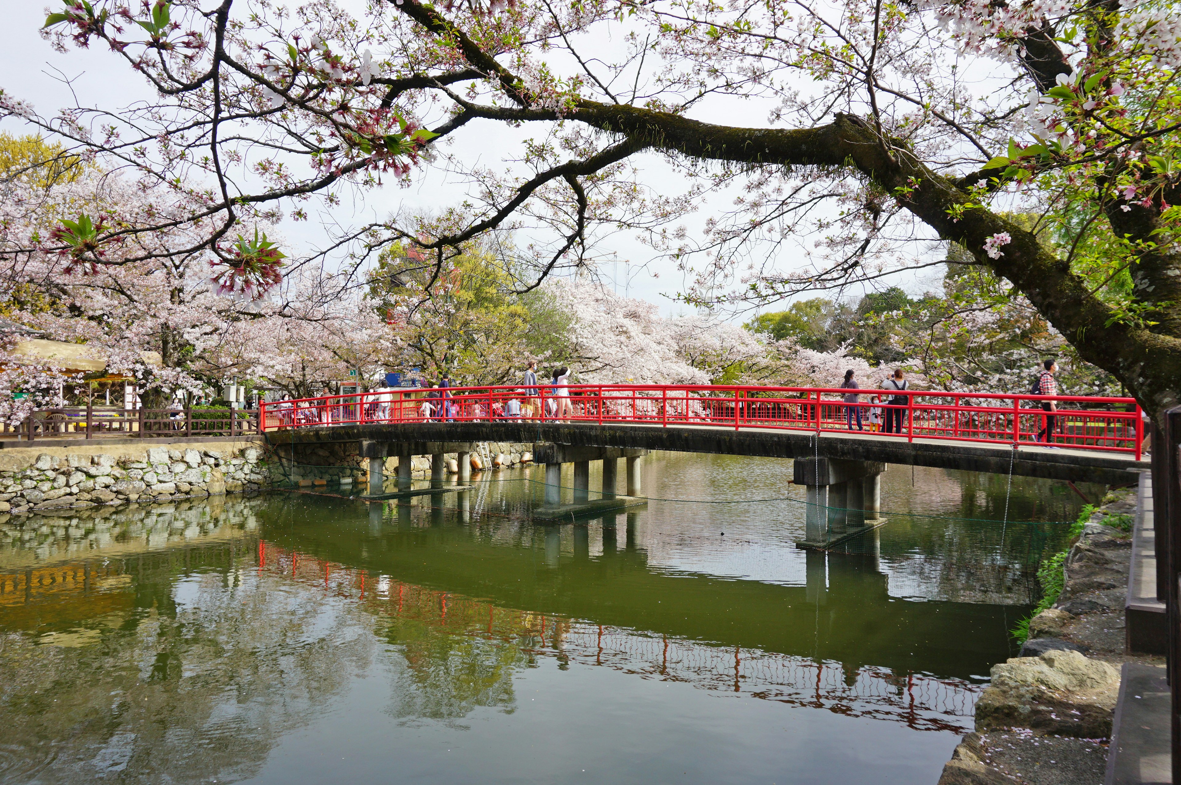 ทิวทัศน์ที่สวยงามของสะพานสีแดงเหนือบ่อน้ำสงบที่เต็มไปด้วยซากุระ