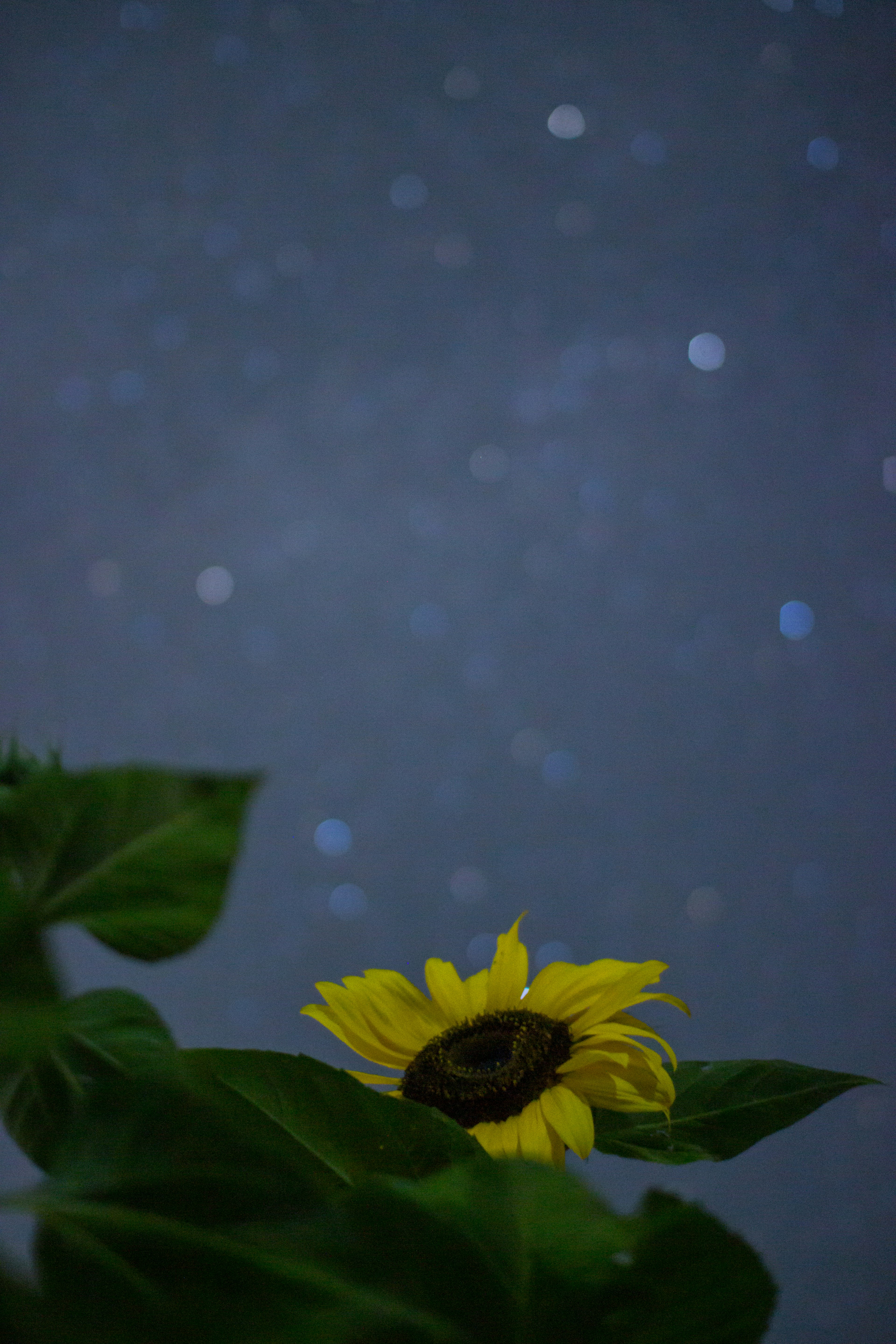 Sonnenblume mit Blättern vor einem sternenübersäten Himmel