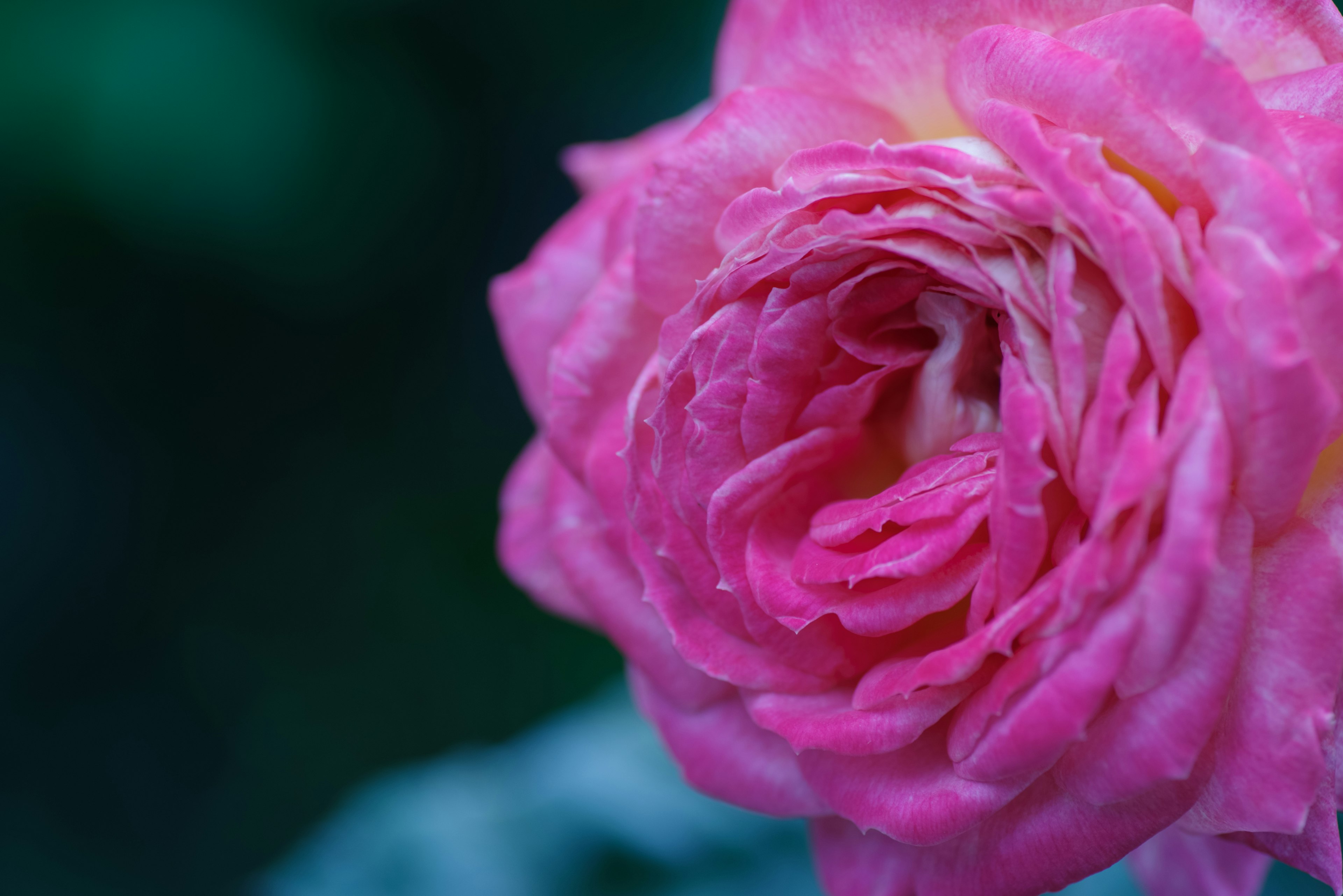 Nahaufnahme einer lebhaften rosa Rose