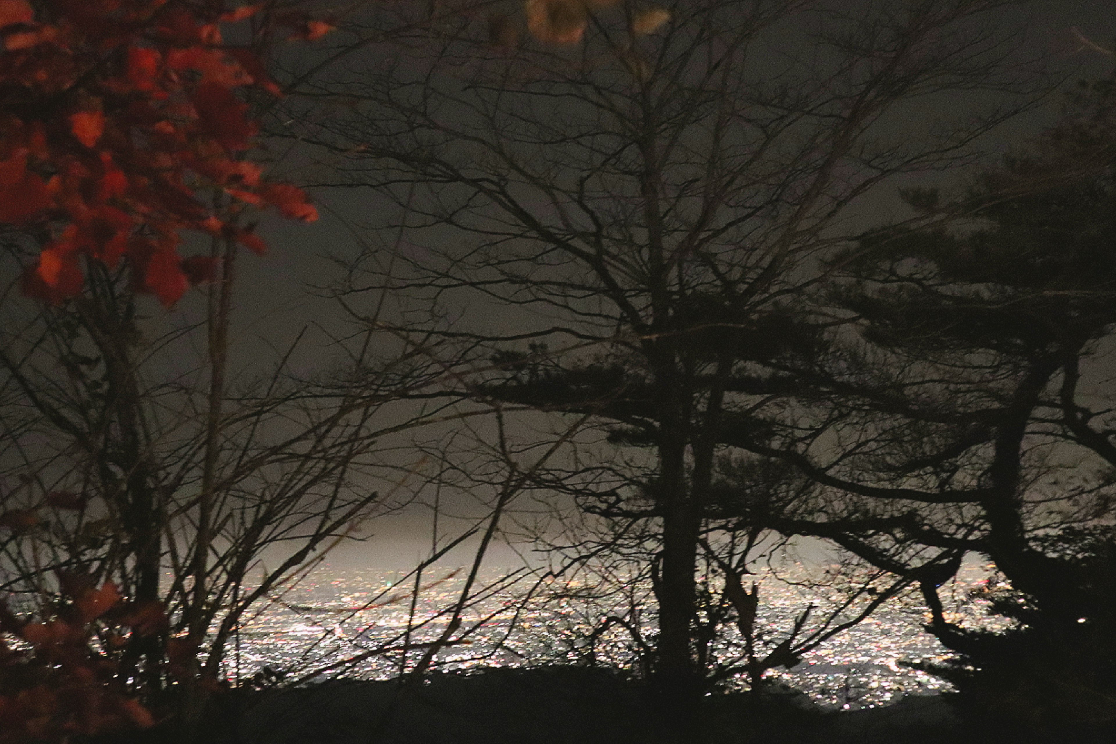 Arbres silhouettés avec des feuilles rouges contre une mer nocturne