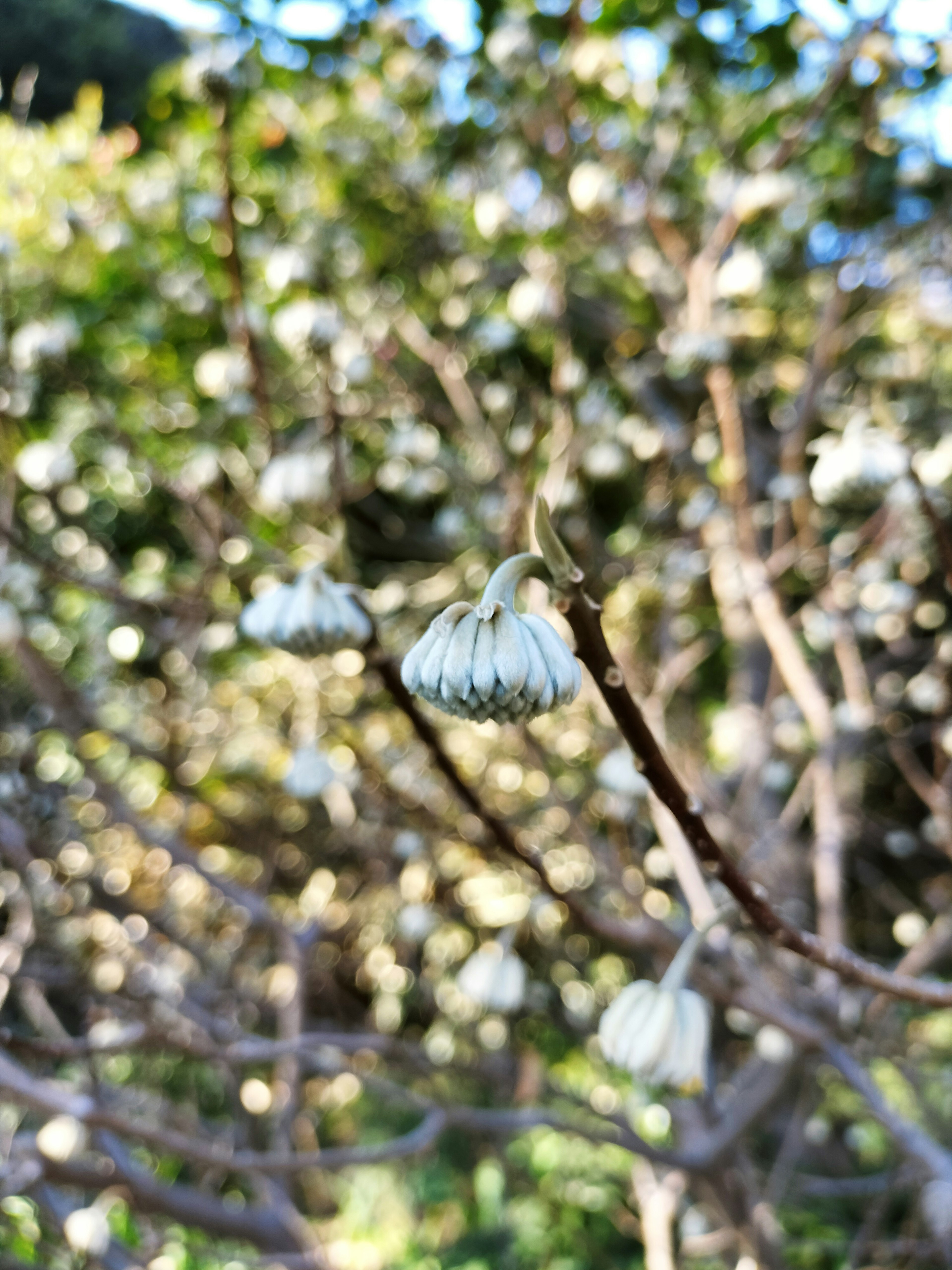 树枝上白色花朵的特写，背景模糊