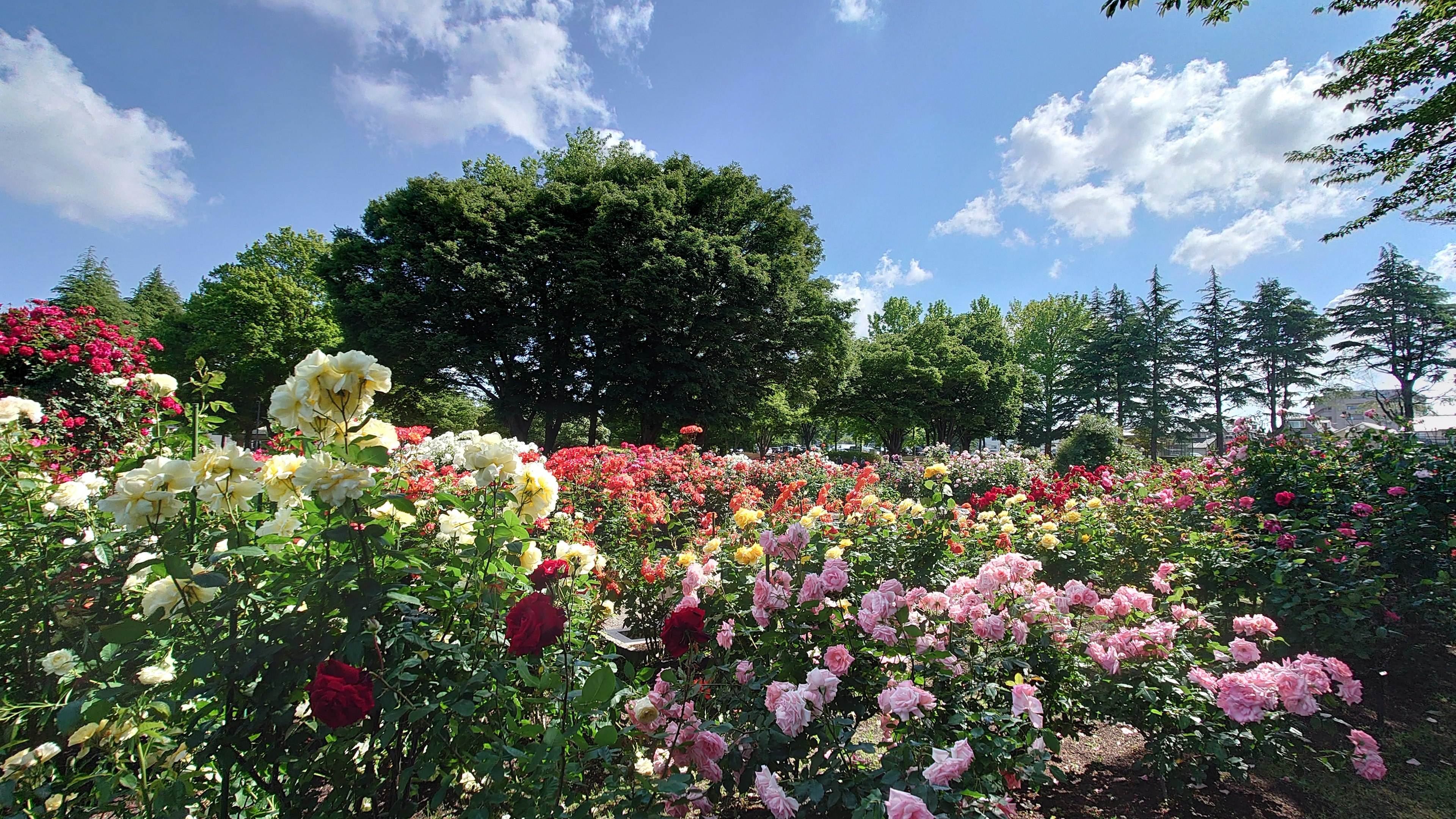 Eine schöne Gartenansicht mit bunten Rosen in Blüte